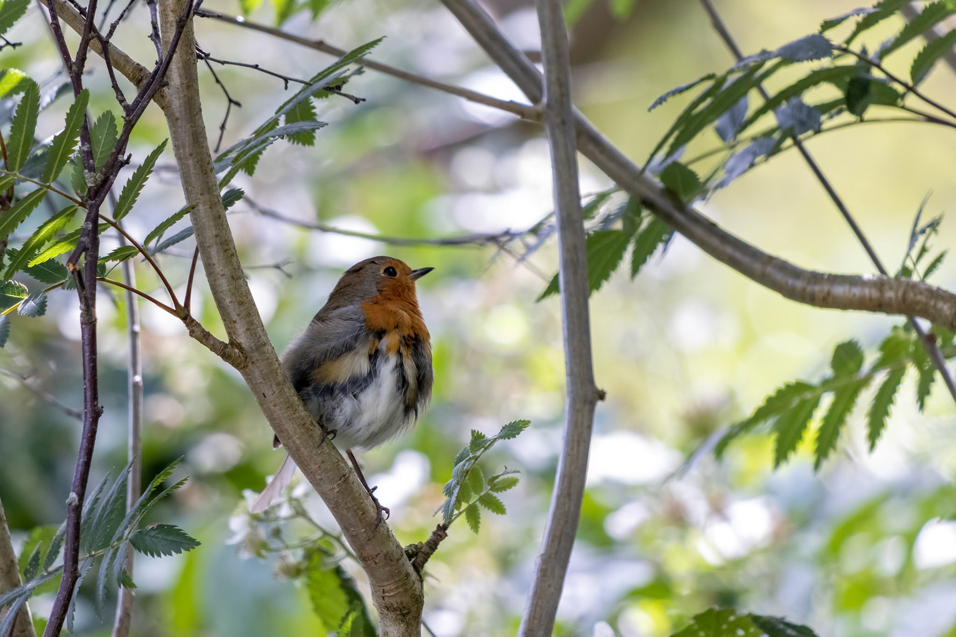 Fledgling Robin perched in a tree on a summers day
