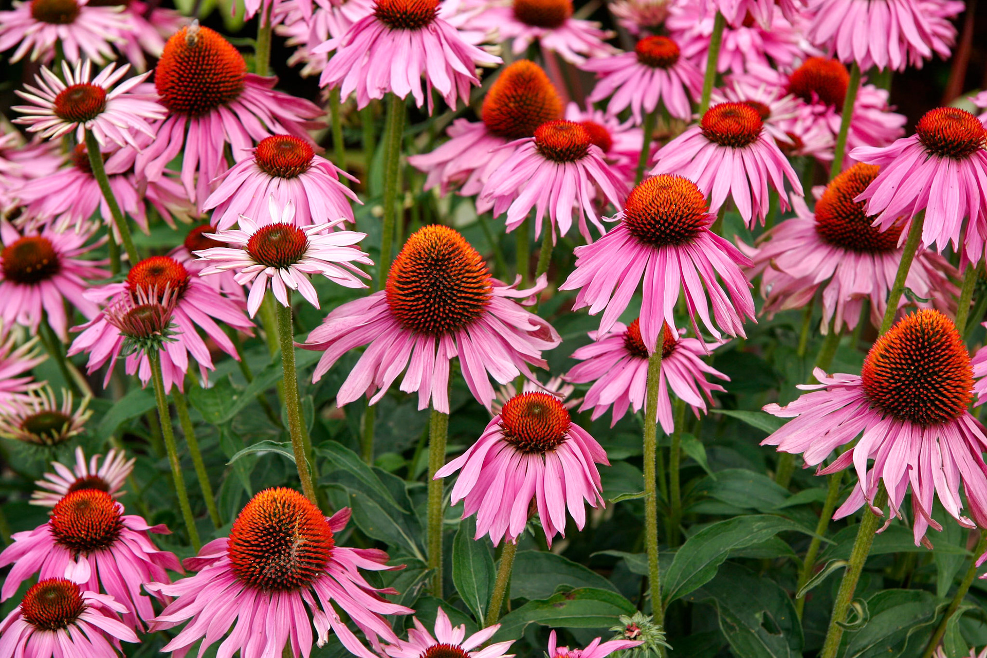 A Mass of Echinacea Flowers