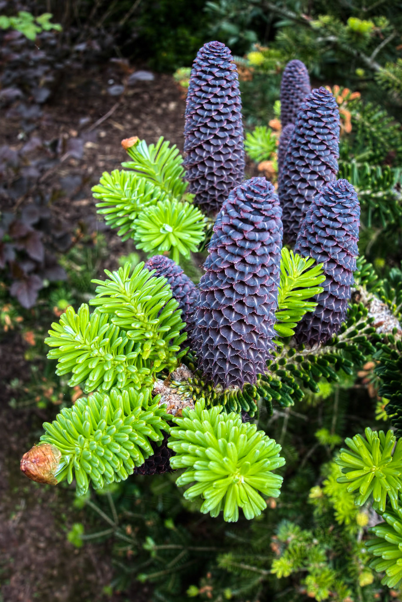 Delavays Fir Tree and Cones in Roath Park