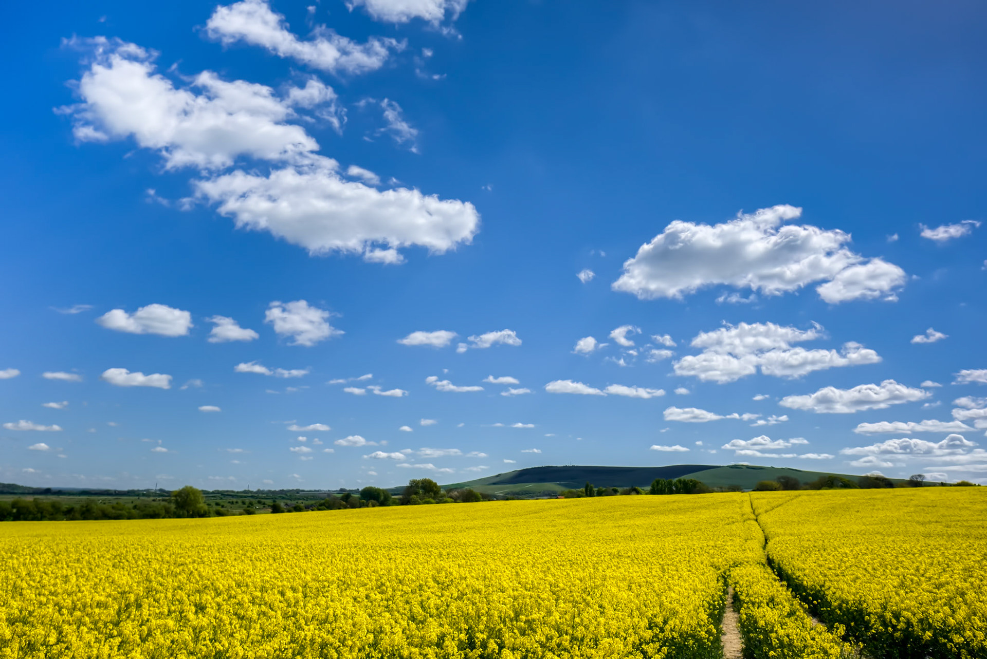 Rapeseed in the Rolling Sussex Countryside