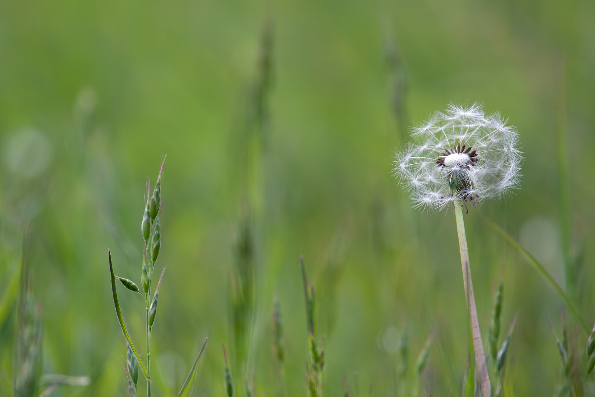 Close-up of a Dandelion (Taraxacum) Seed Head