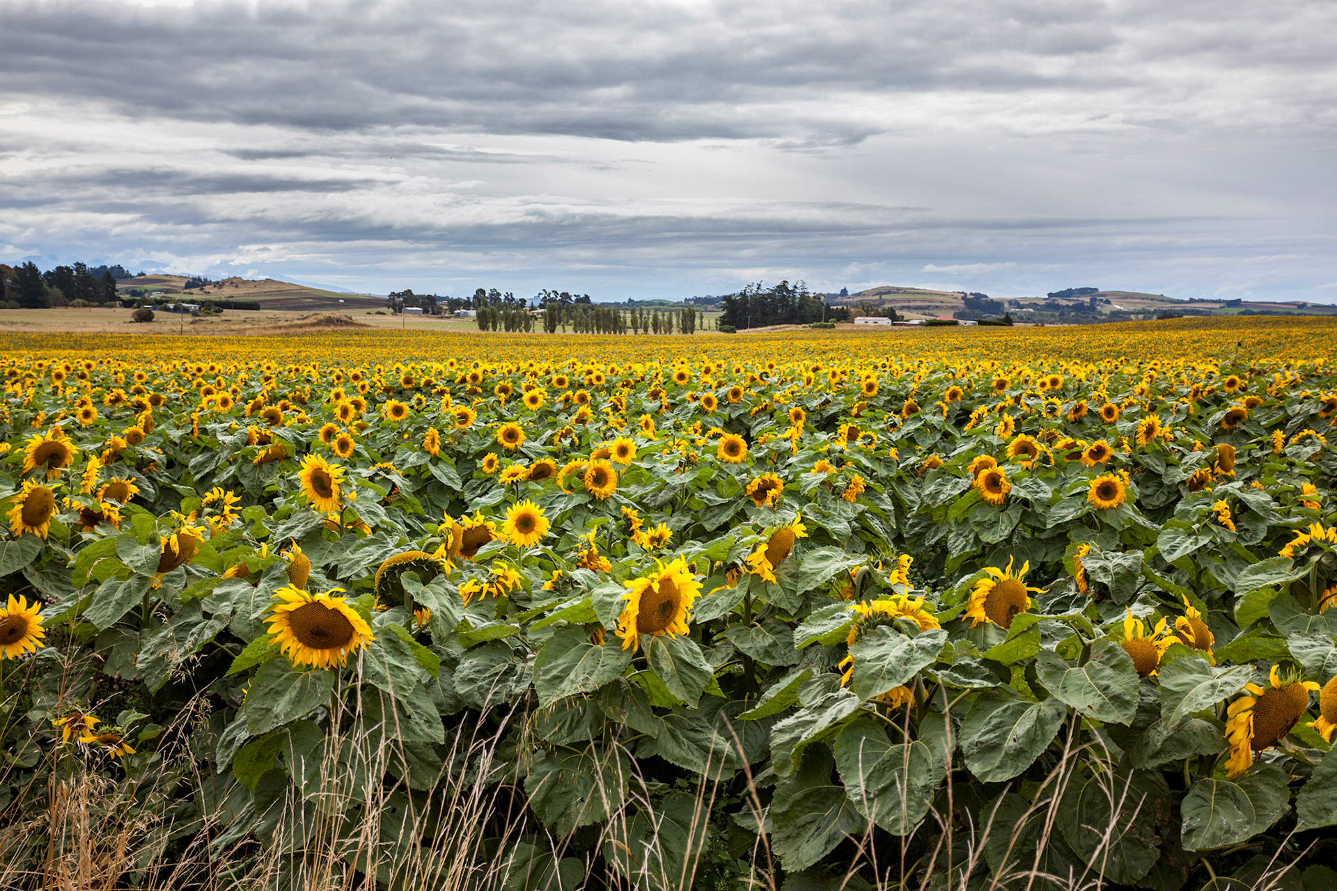 A field full of Sunflowers (Helianthus annuus) in New Zealand