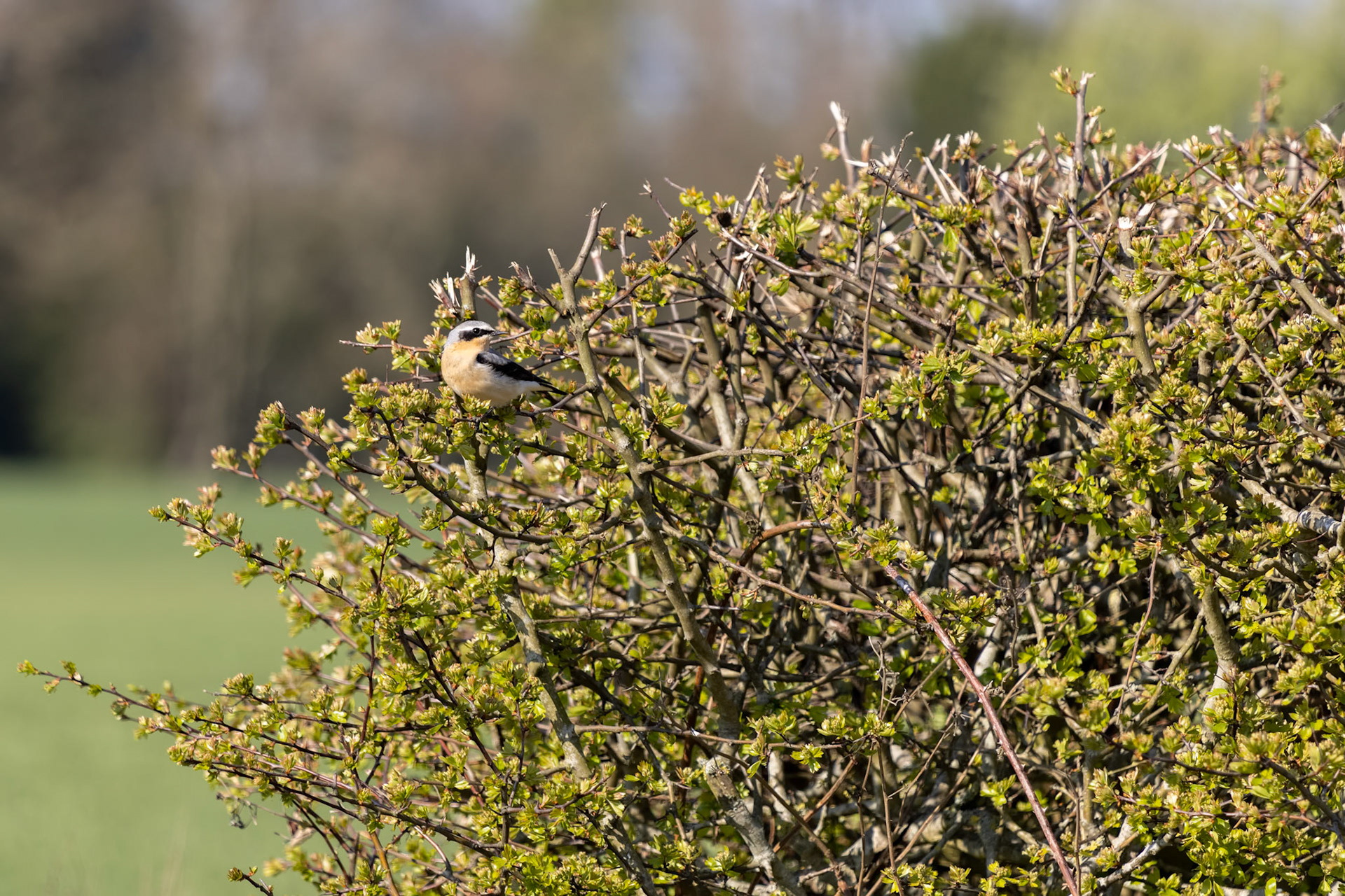 Northern Wheatear (Oenanthe oenanthe) resting in a hedge in the spring sunshine