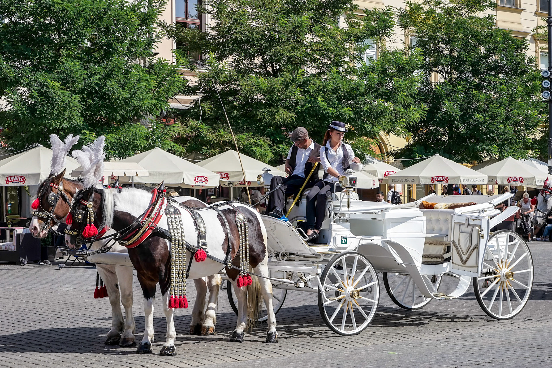 Carriage and Horses in Krakow