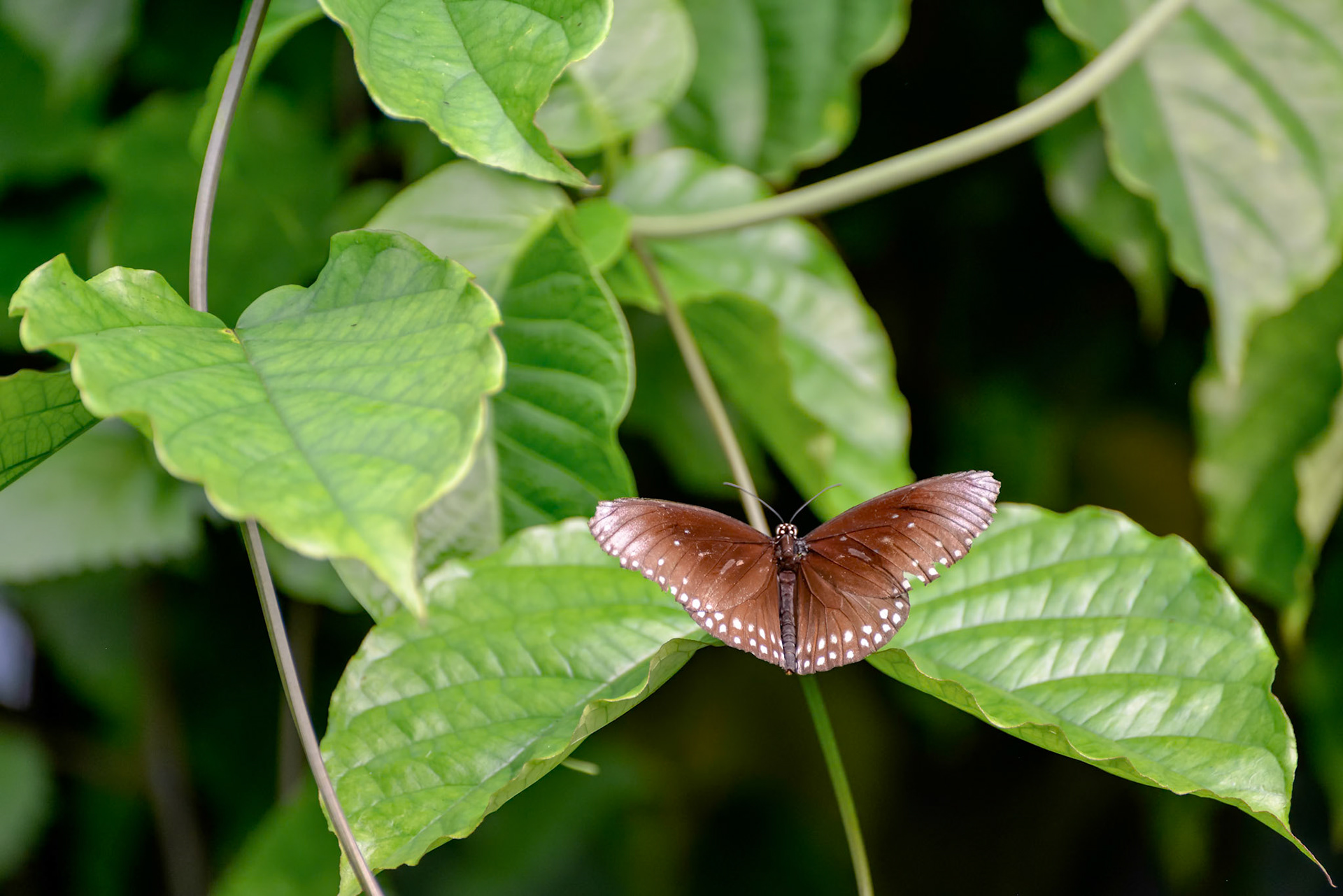 Common Crow Butterfly (Euploea core)