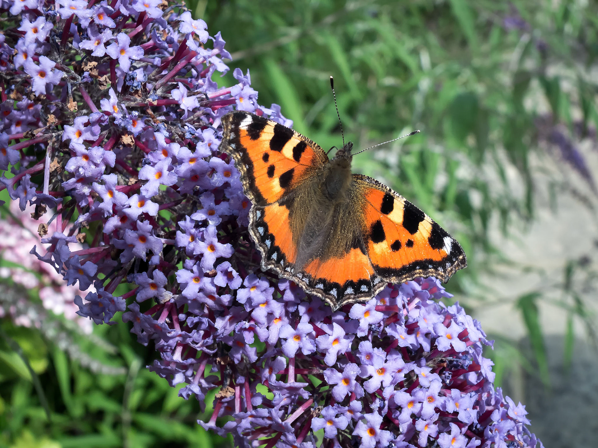 Small Tortoiseshell (Aglais urticae) Feeding on a Buddleia
