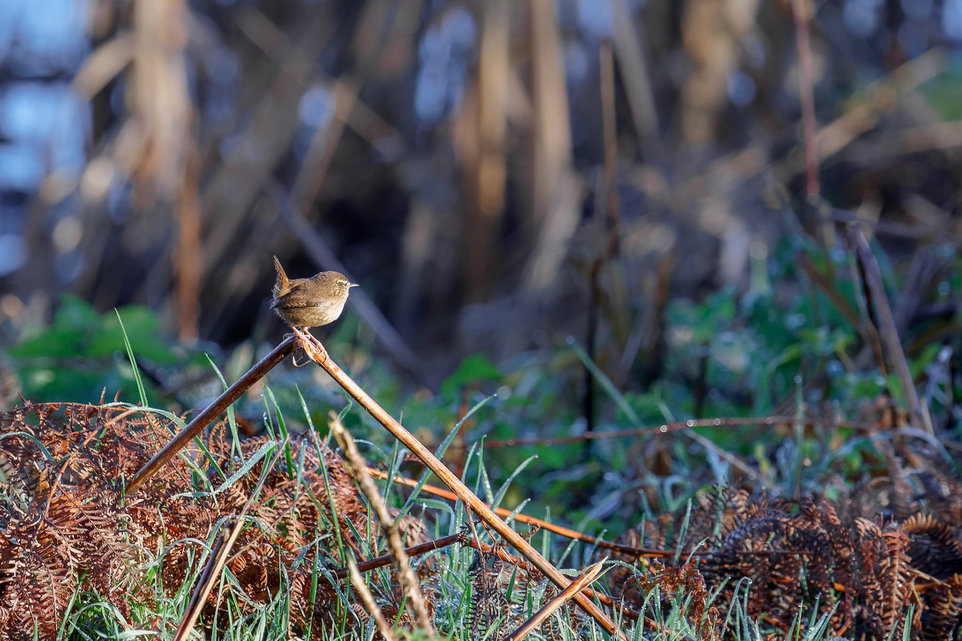 Wren (Troglodytes troglodytes) at Weir Wood Reservoir