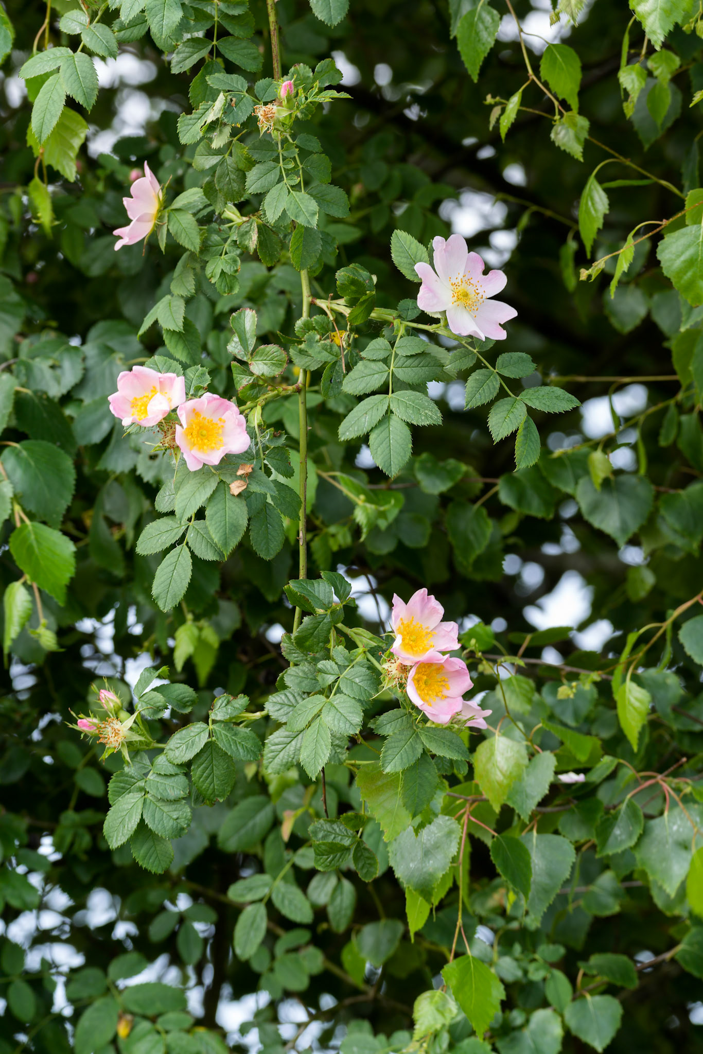 Wild pink Dog Rose (Rosa canina) flowering in springtime