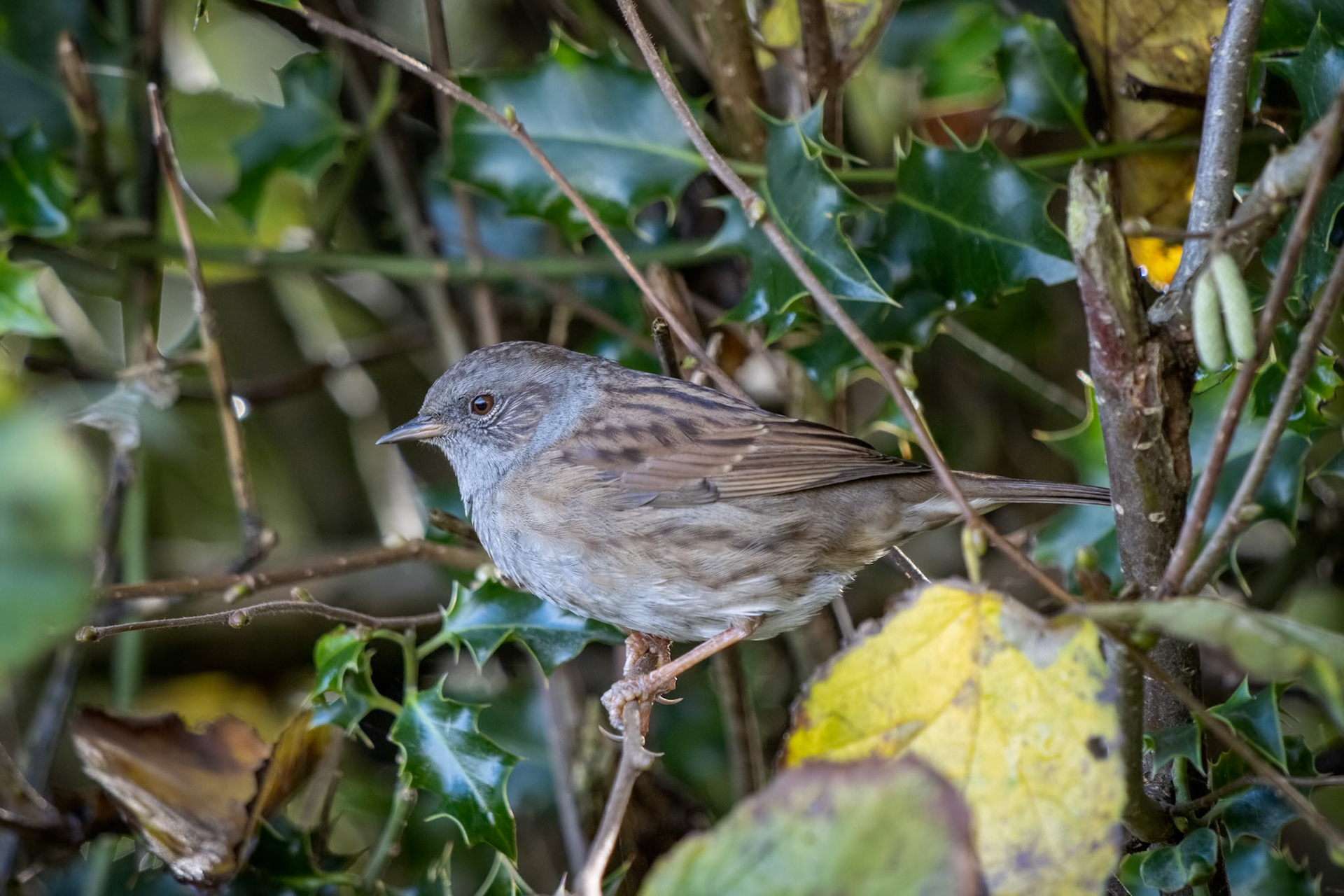 Hedge Accentor (Dunnock) in a hedge in Sussex