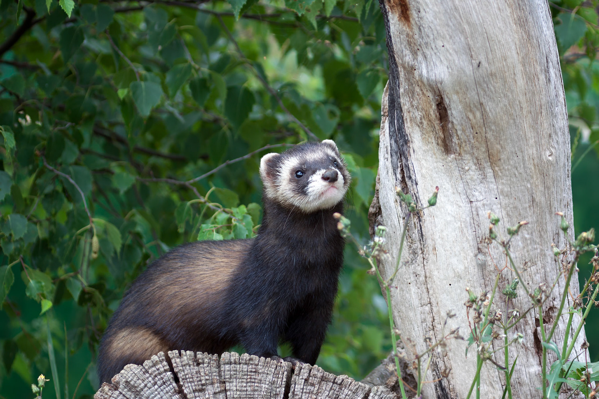 Polecat Coloured Ferret