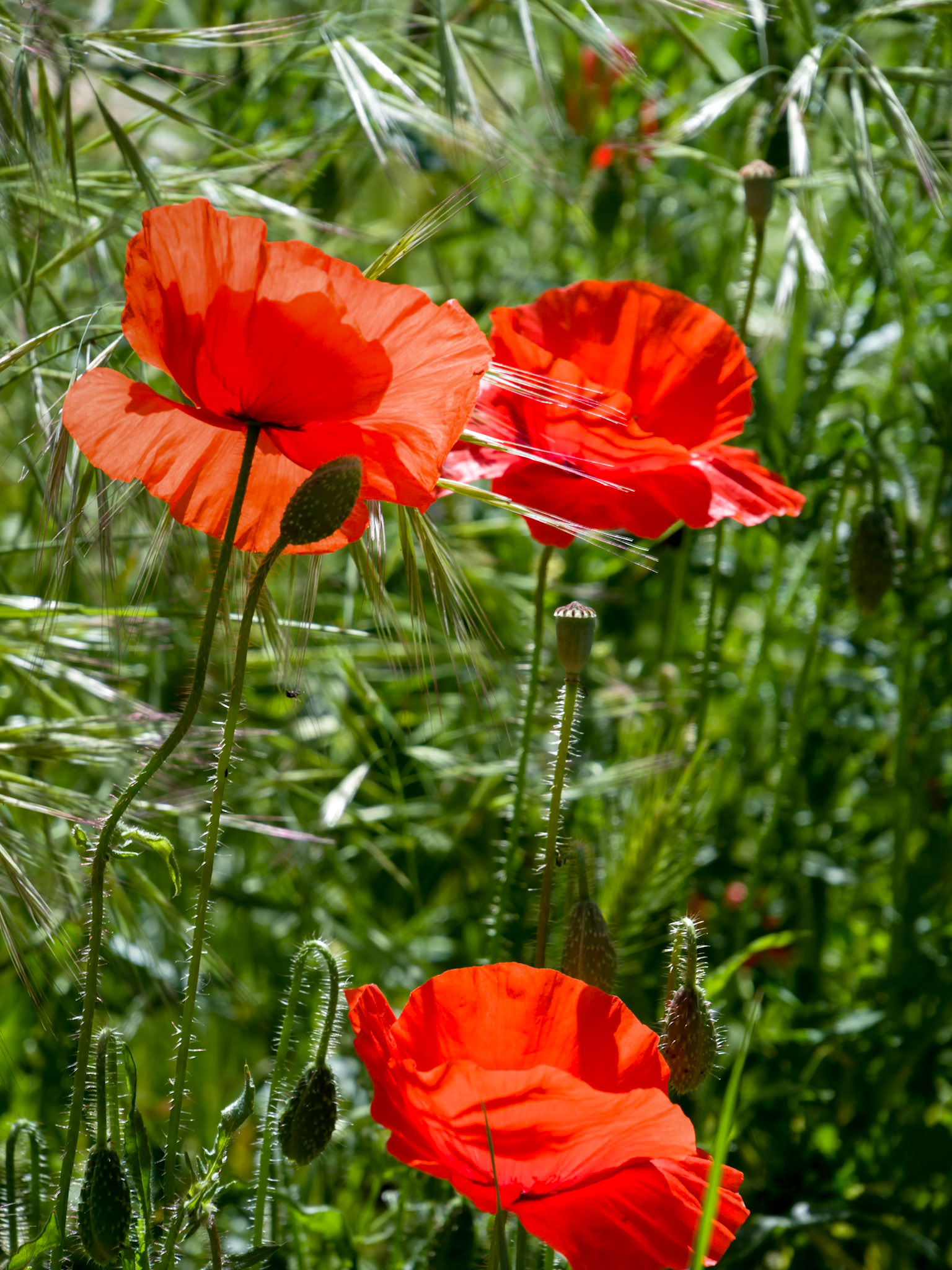 Poppies Flowering in Ronda Spain