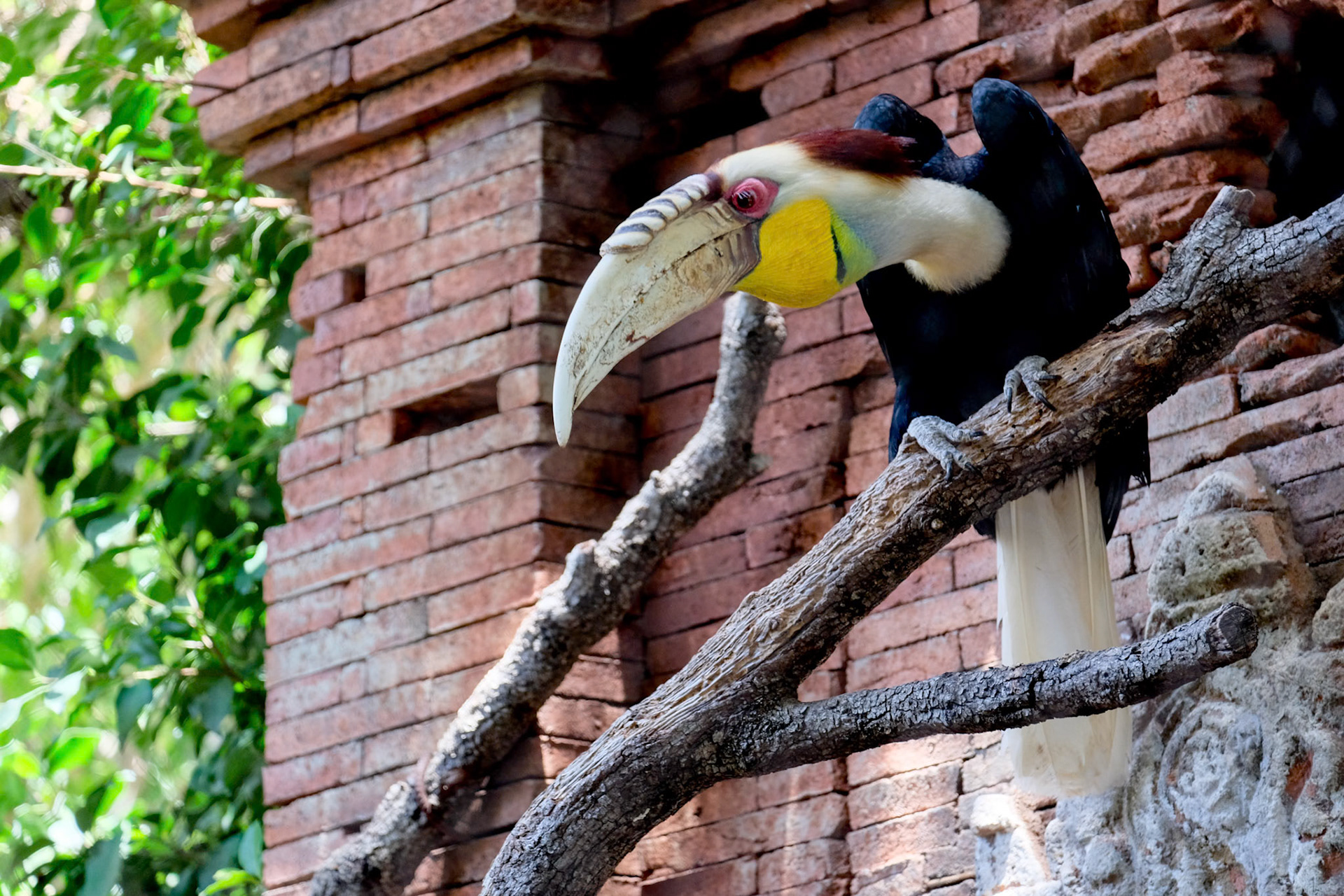 FUENGIROLA, ANDALUCIA/SPAIN - JULY 4 : Red-eyed Papuan Hornbill at the Bioparc in FuengirolaCosta del Sol Spain on July 4, 2017