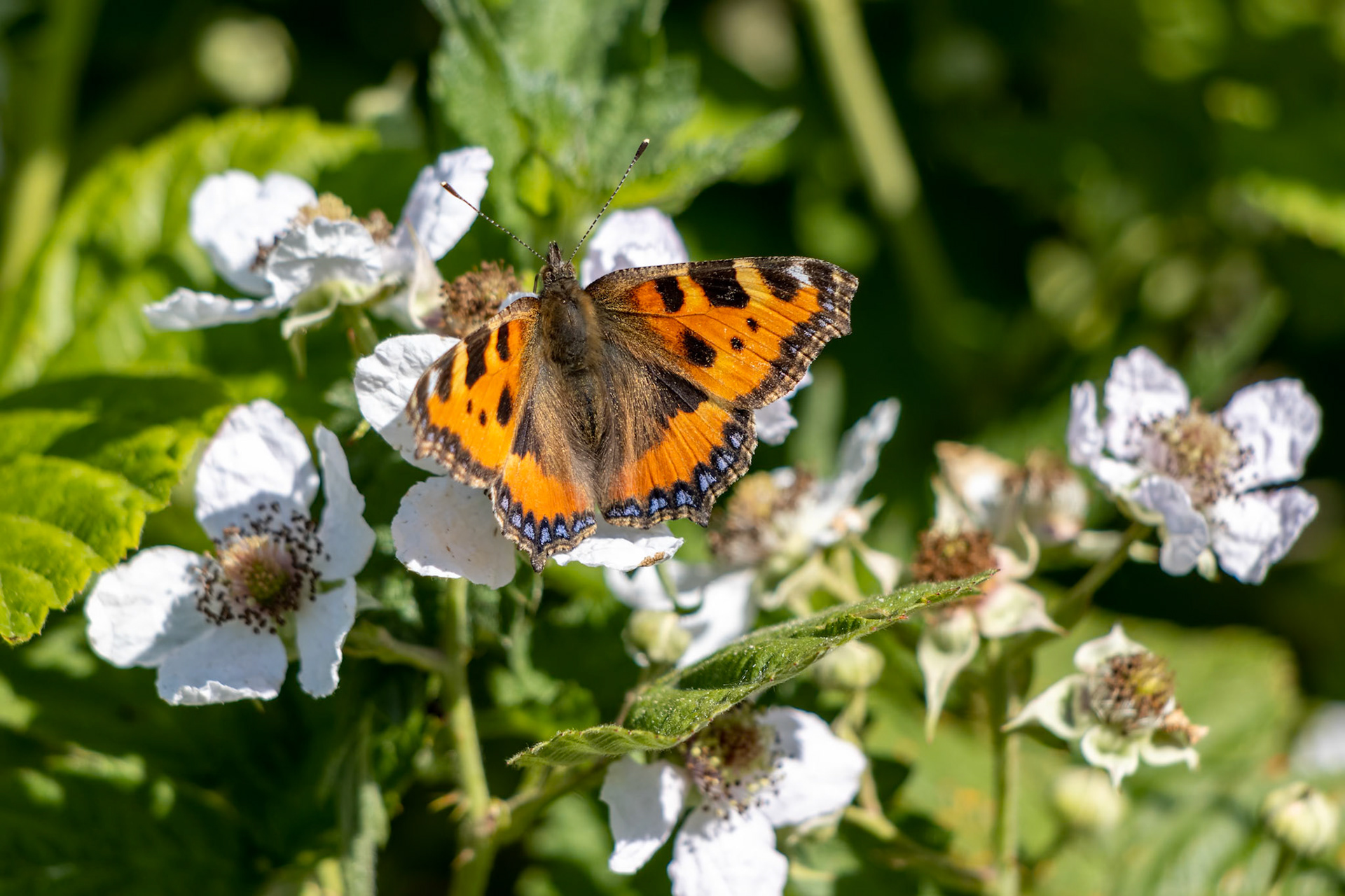 Small Tortoiseshell (Aglais urticae L.) feeding on Blackberry flowers