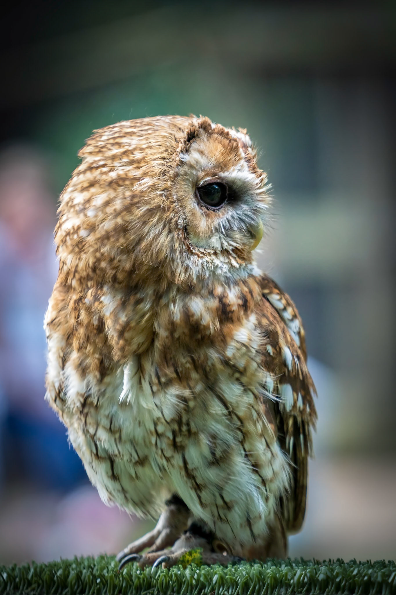 Tawny Owl (Strix aluco)
