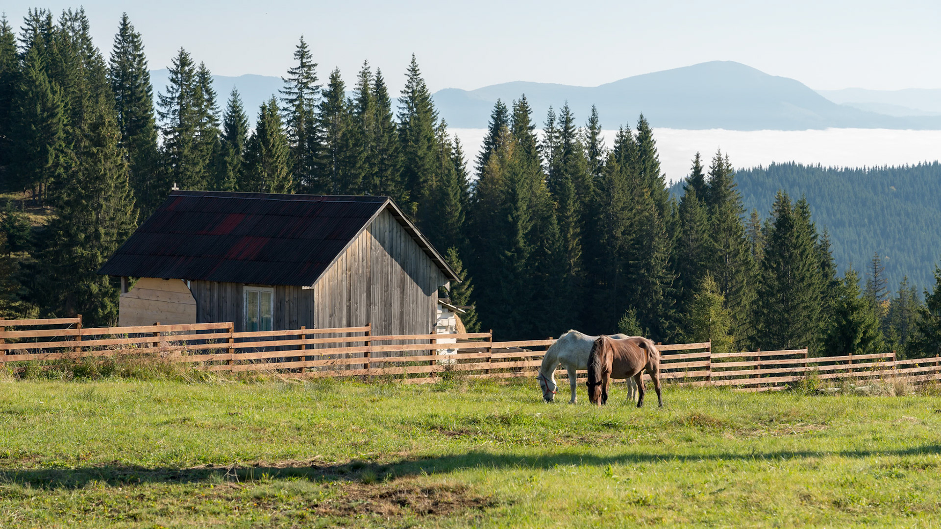 BISTRITA, TRANSYLVANIA/ROMANIA - SEPTEMBER 18 : Horses grazing on a farm near Bistrita Transylvania Romania on September 18, 2018