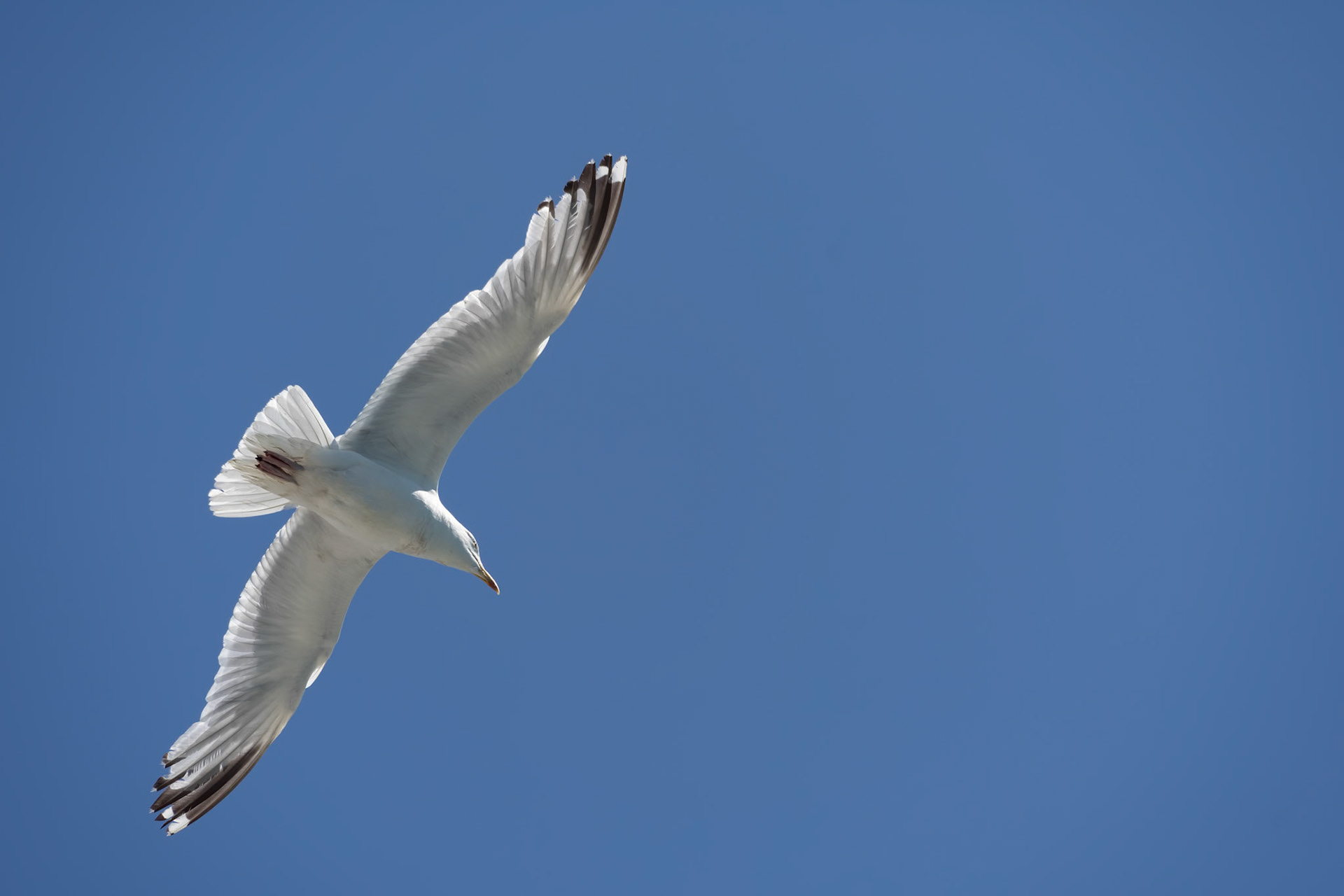 Common Gull, Larus canus, in flight at Brighton