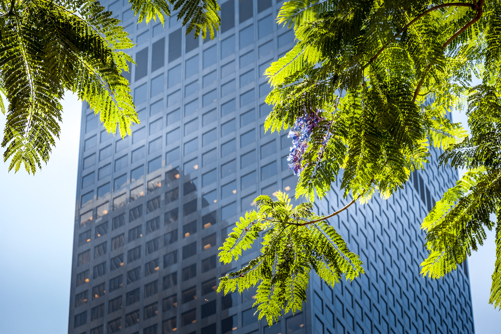 Jacaranda (Jacaranda mimosifolia) in front of an office block in Los Angeles
