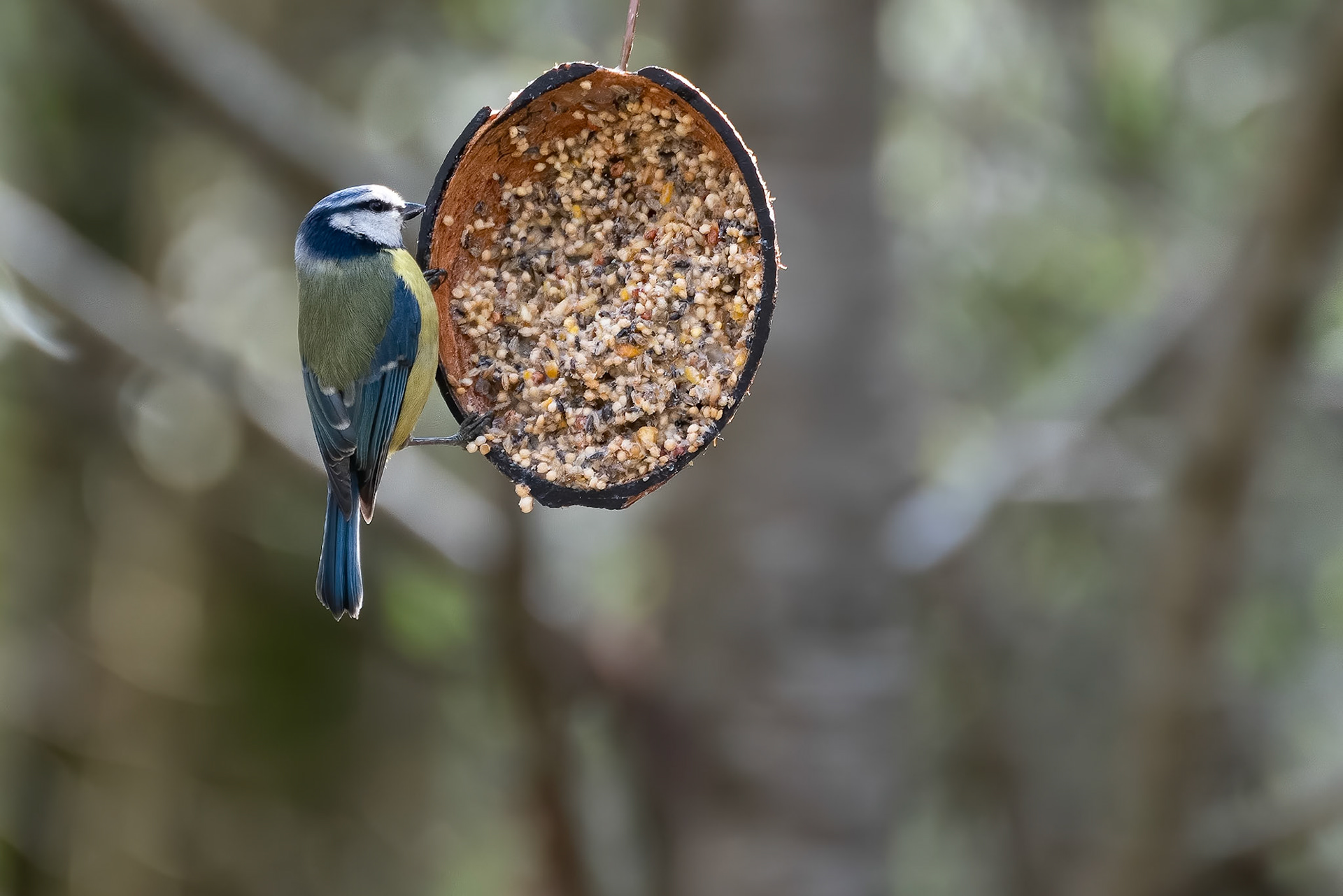 Blue Tit clinging to a coconut shell in the early morning spring sunshine