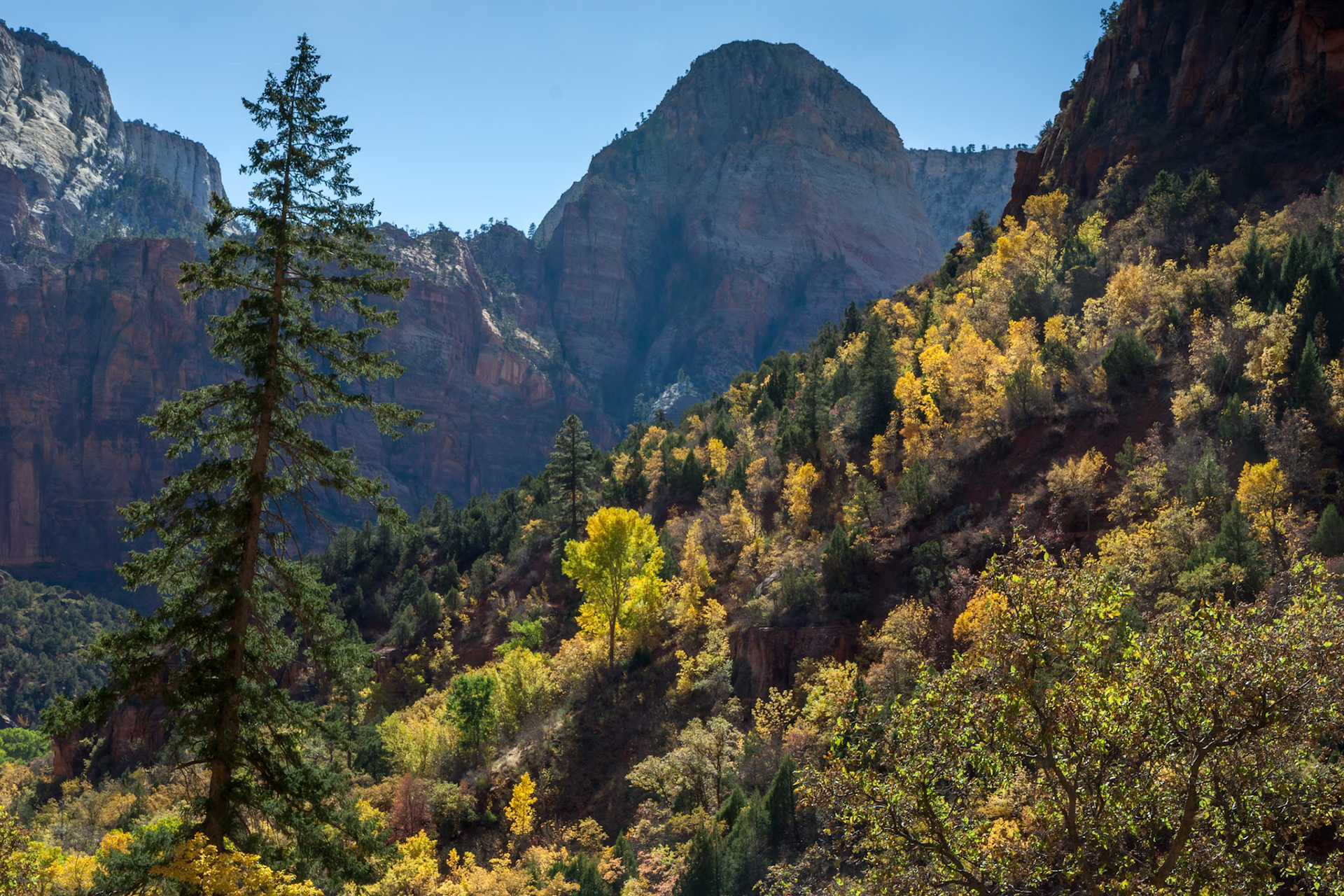 Cottonwood Trees Backlit by Autumn Sunshine