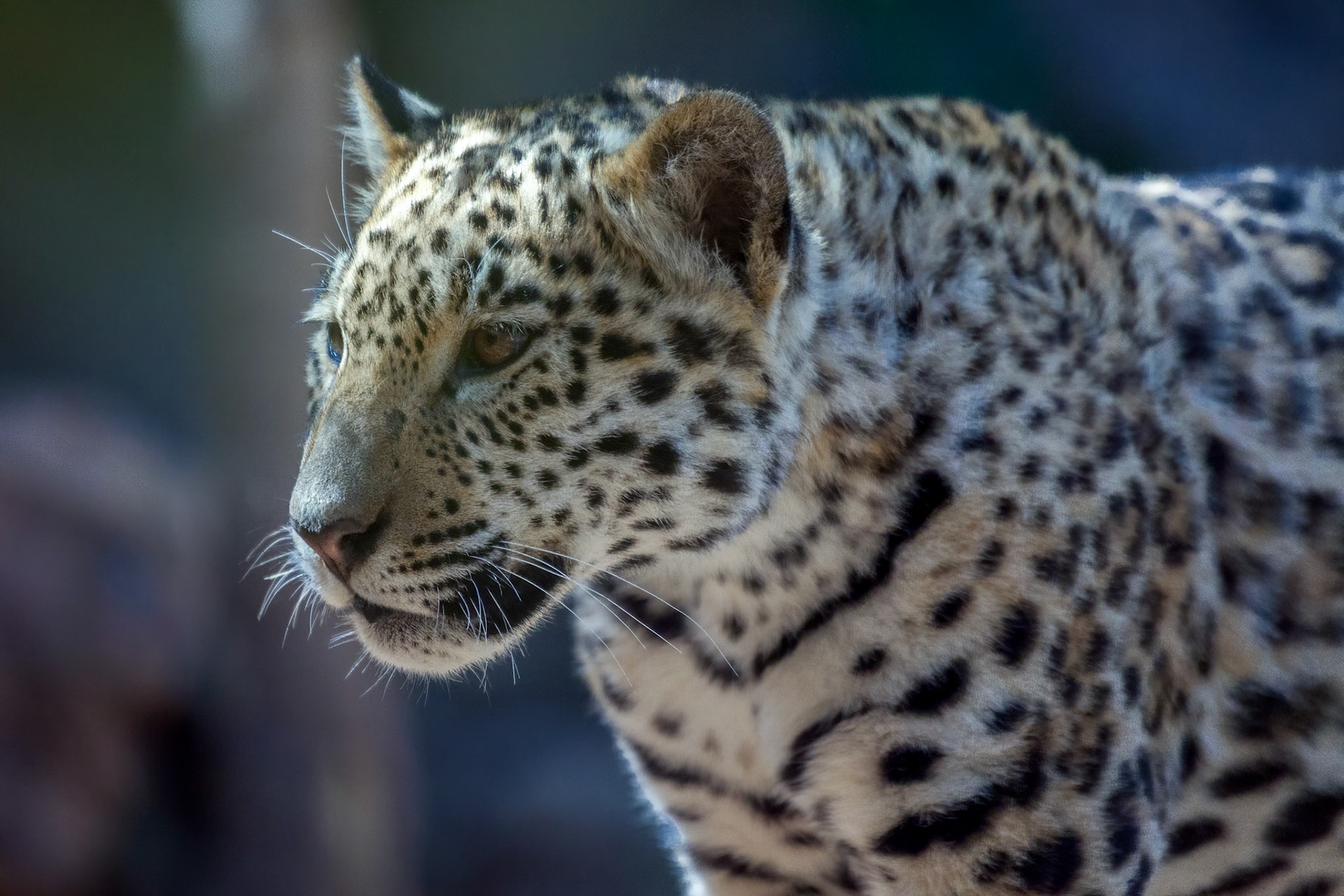 Jaguar at Loro Parque Zoo