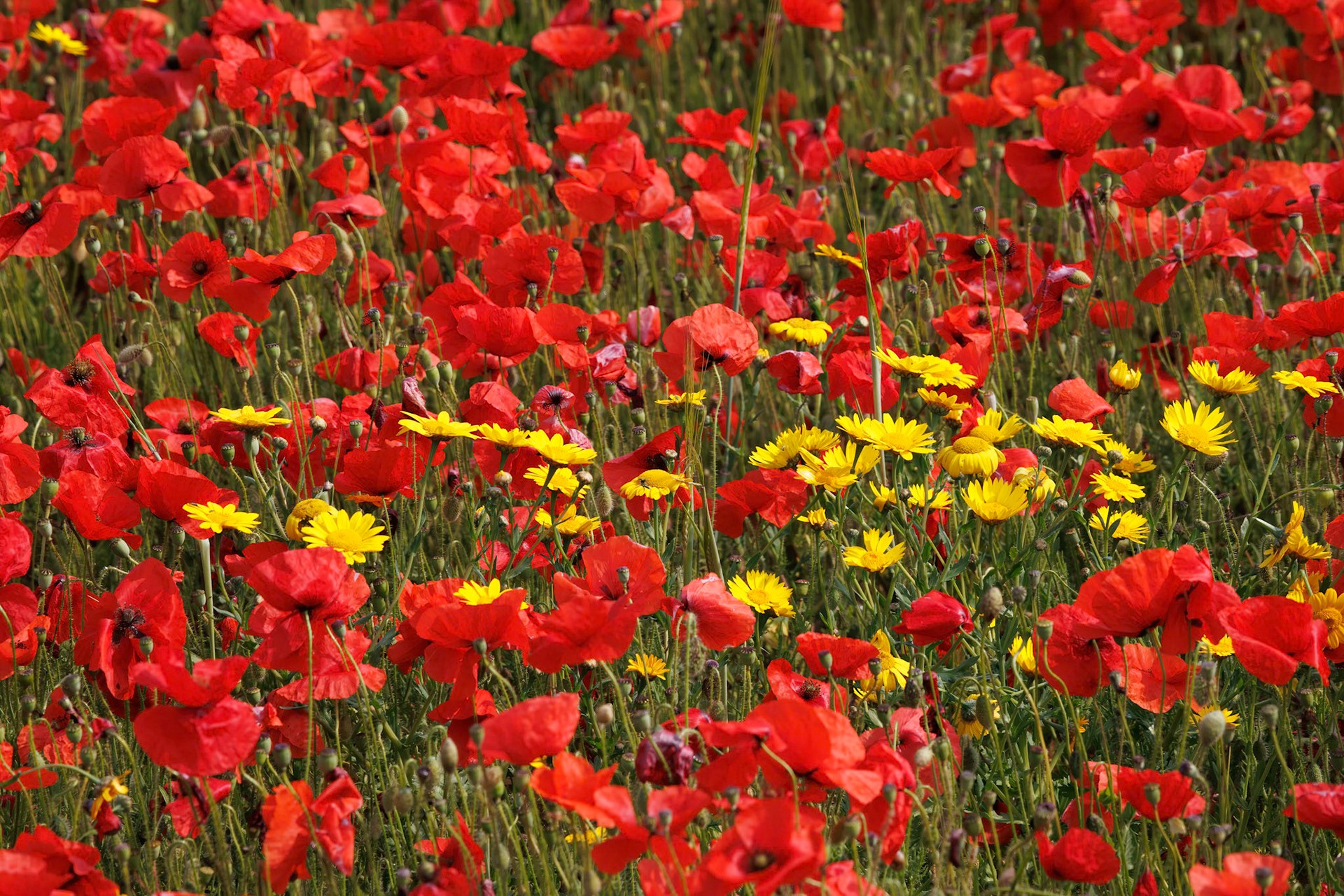 View of Poppies in bloom in a field in West Pentire Cornwall