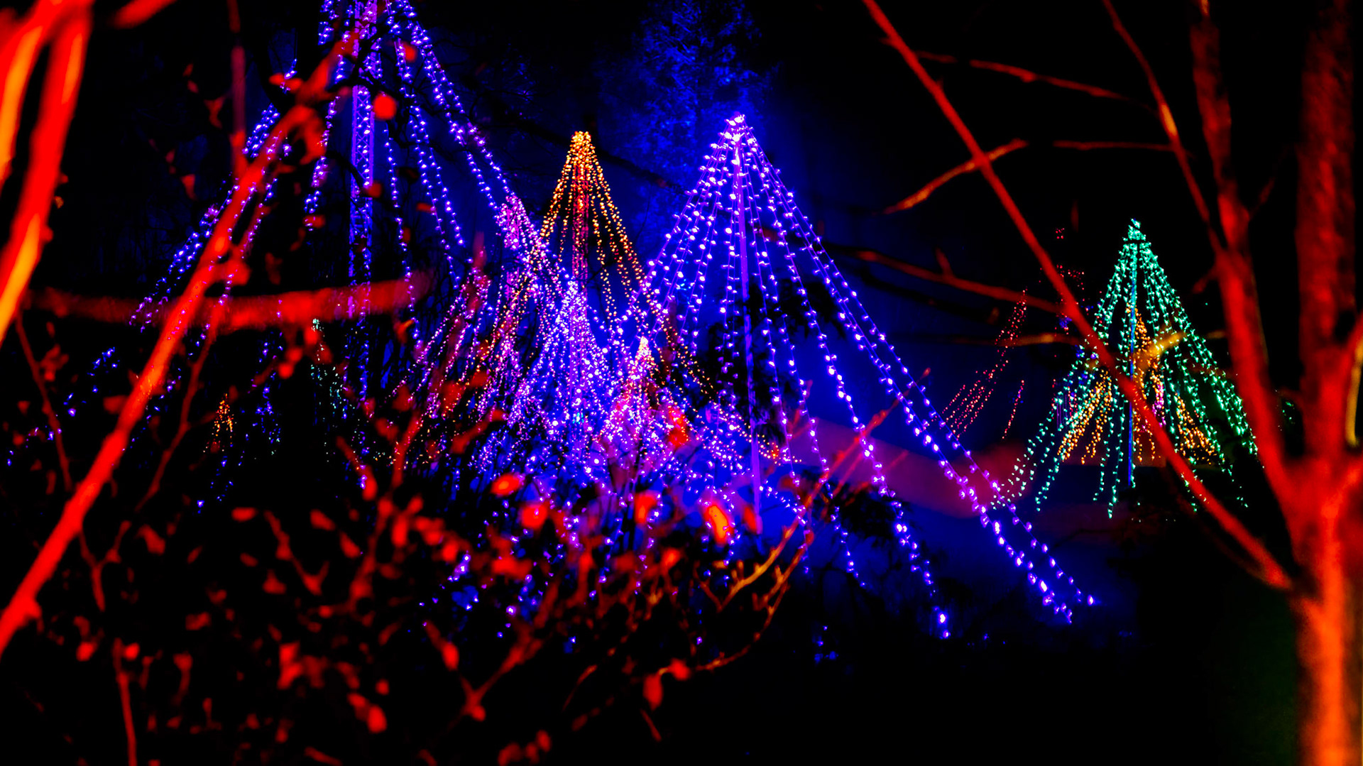 Wisley, Woking, Surrey, UK - November 19 : Christmas Glow 2022 at RHS Garden Wisley, Woking, Surrey, England, UK on November 19, 2022