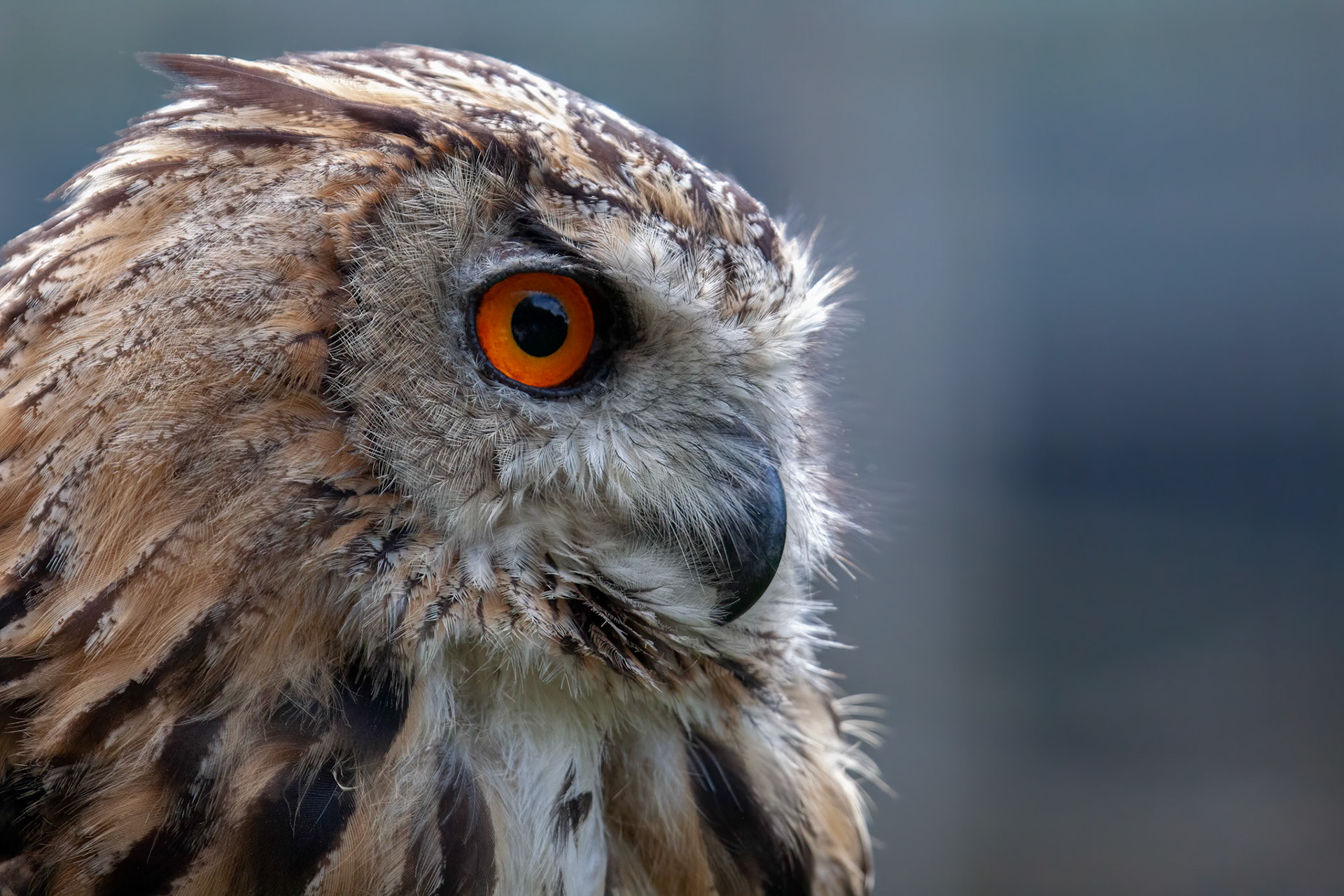 Portrait of a Eurasian Eagle-Owl (Bubo bubo)