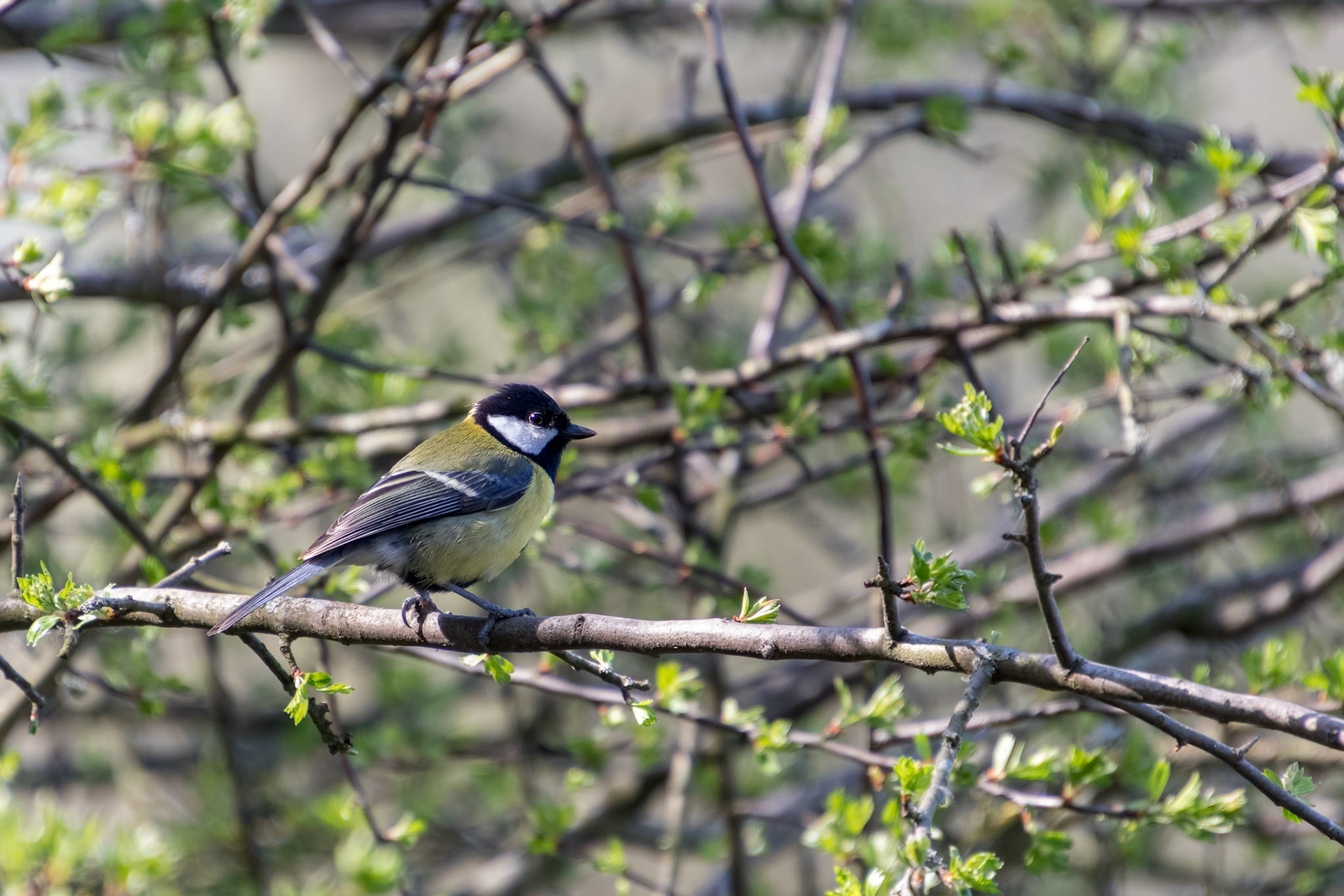 Great Tit Perched on a Branch