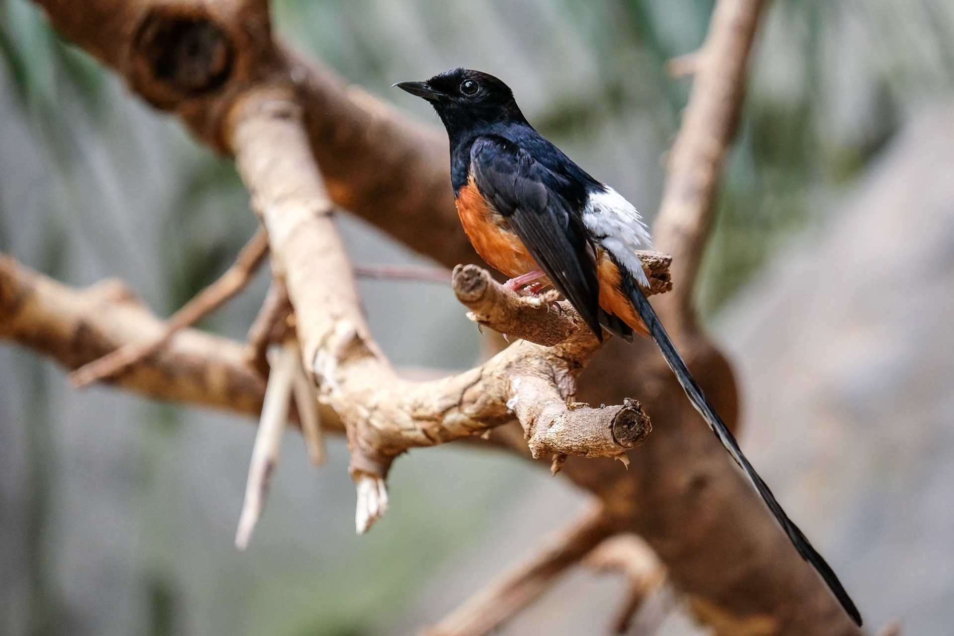 FUENGIROLA, ANDALUCIA/SPAIN - JULY 4 : White-rumped Shama (Copsychus malabaricus) at the Bioparc Fuengirola Costa del Sol Spain on July 4, 2017