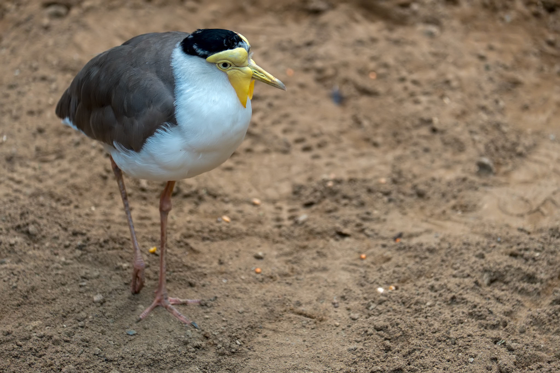 Masked Lapwing (Vanellus miles)