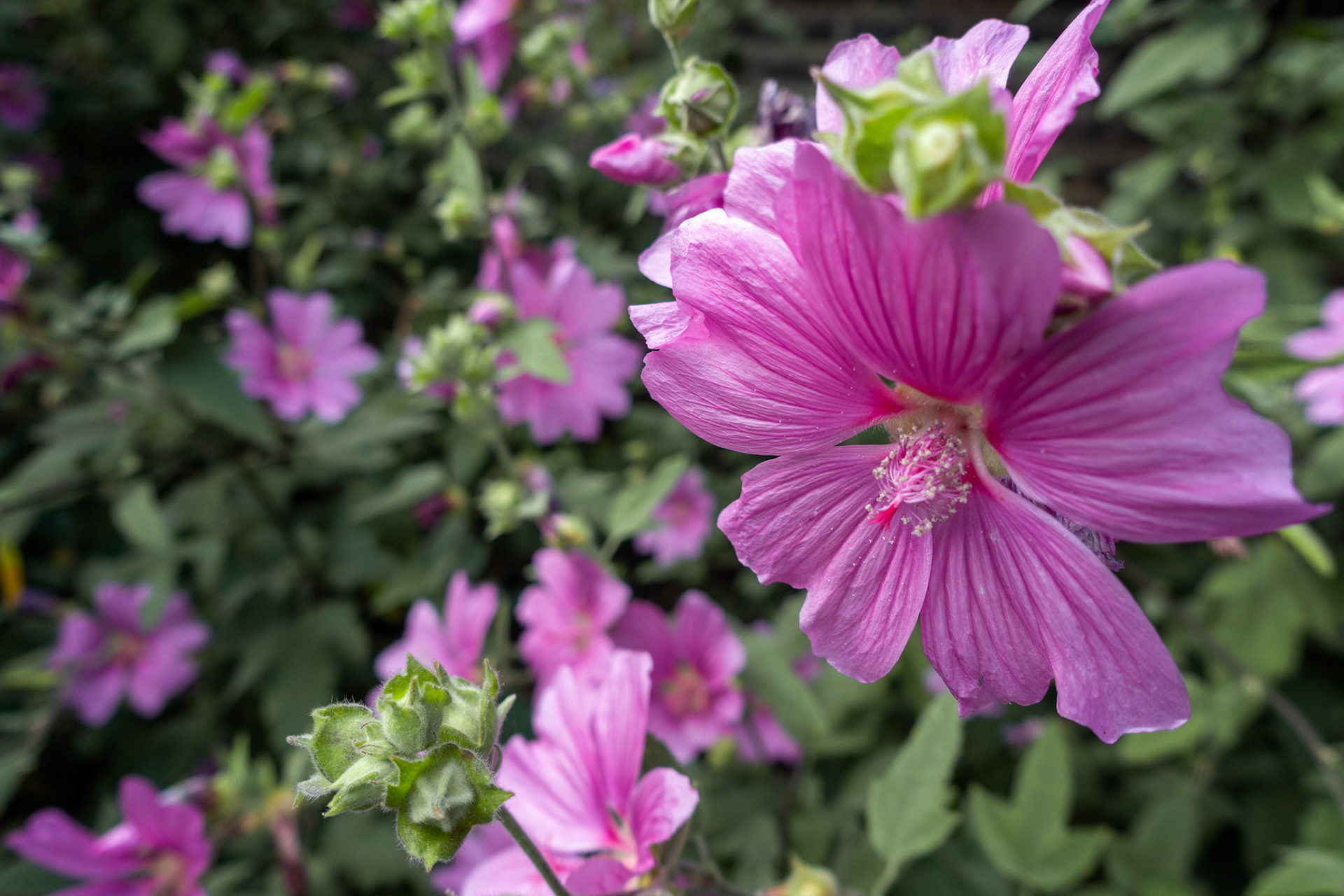 Mallow blooming profusely in a park in London