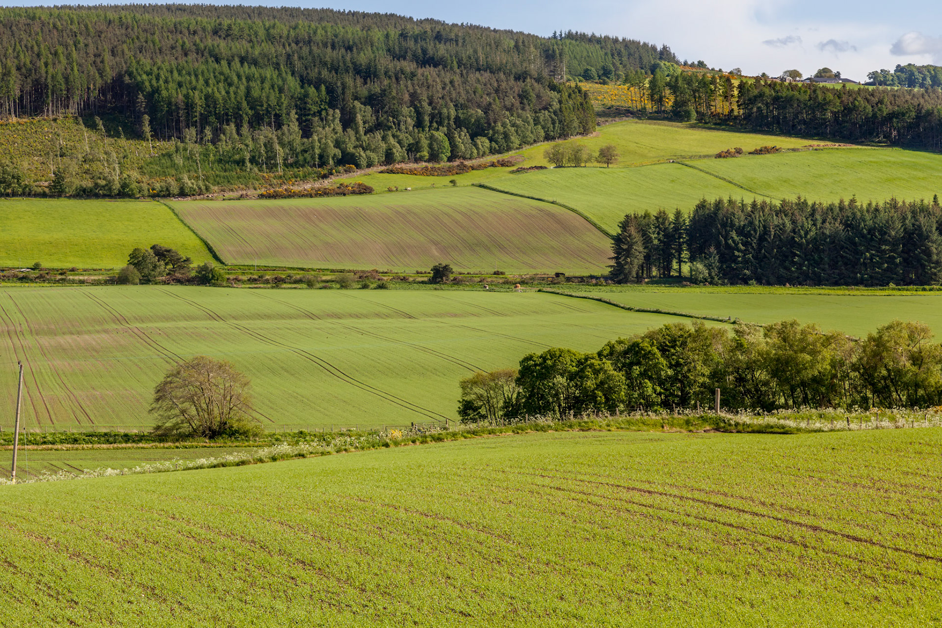 Arable landscape near Drumderfit