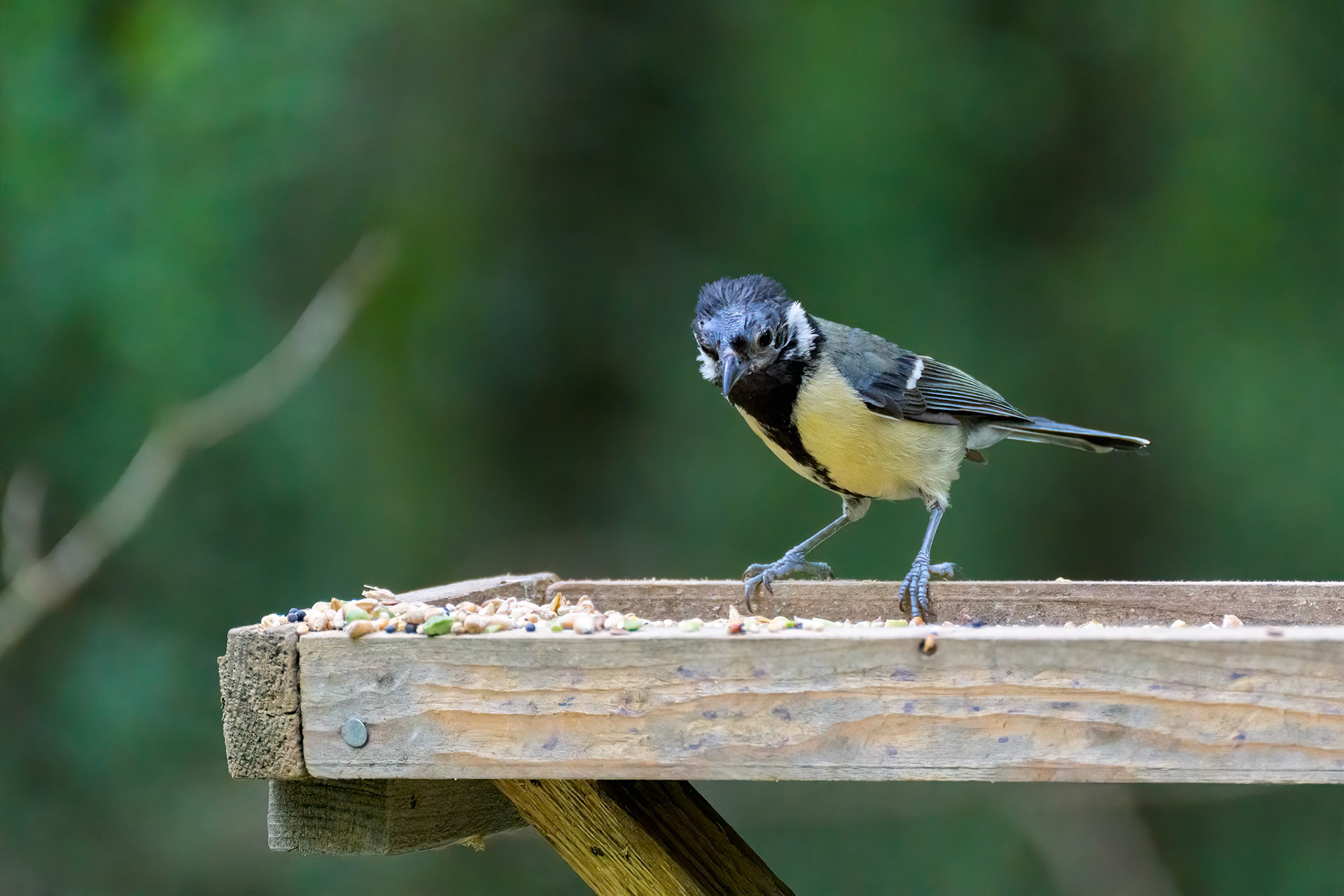 Young fledgling Great Tit looking for food on a wooden tray filled with seed