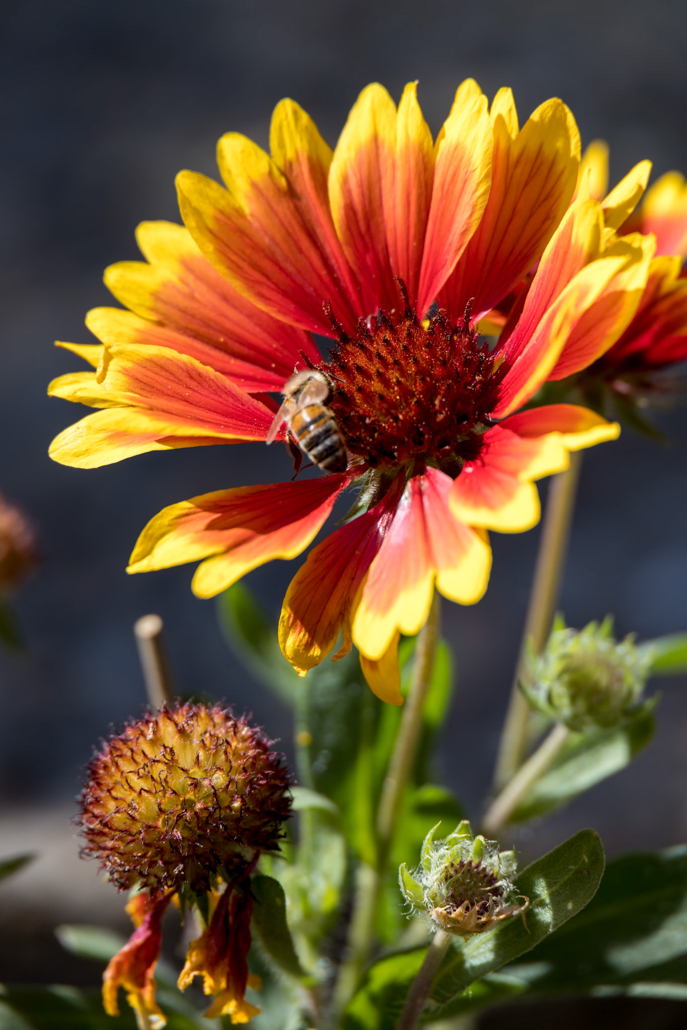 Red and yellow Gazanias flowering in an English garden