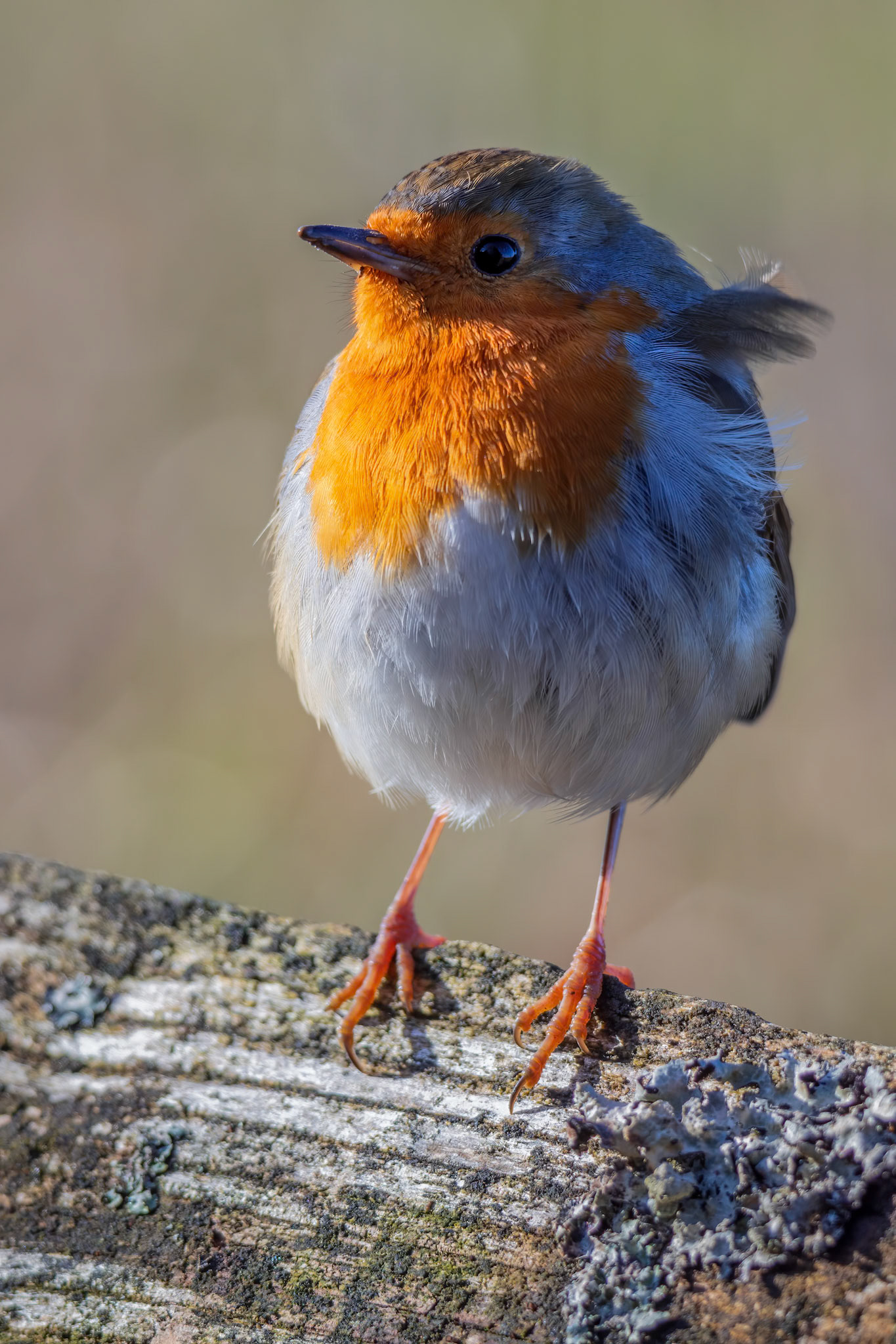 Robin standing on a log in the autumn sunshine