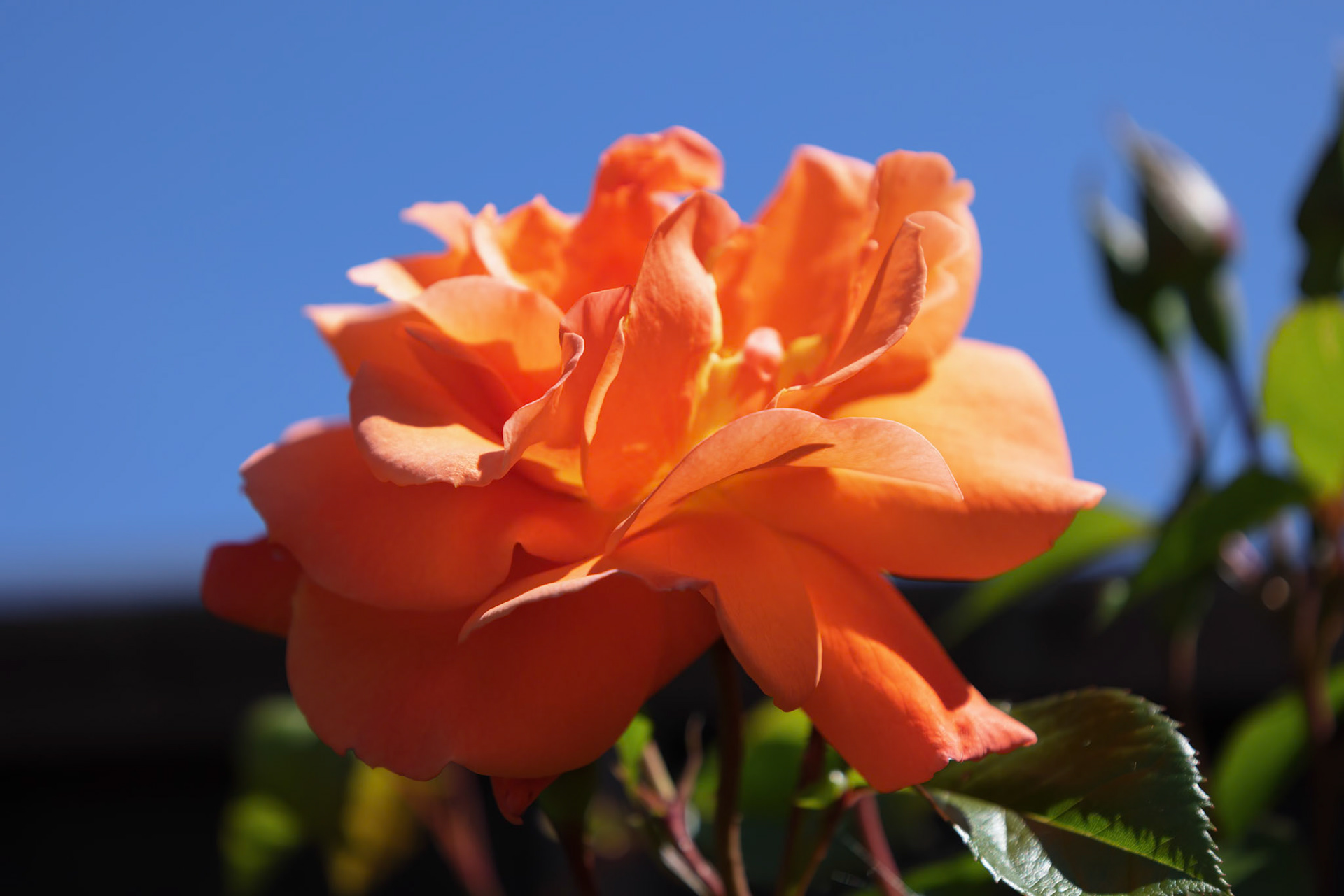 Close-up of an Orange Climbing Rose flowering in the summer sunshine