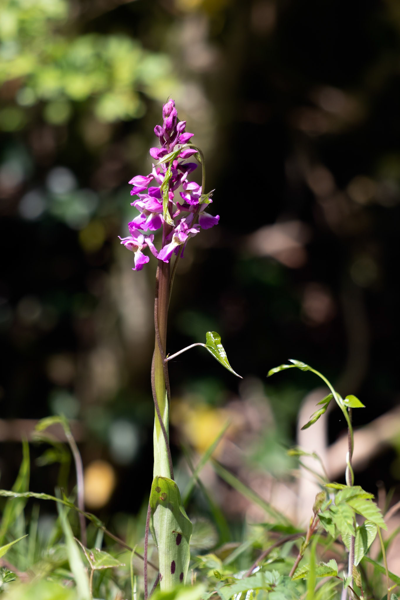 Bindweed climbing up an Early Purple Orchid (Orchis mascula) flowering near East Grinstead