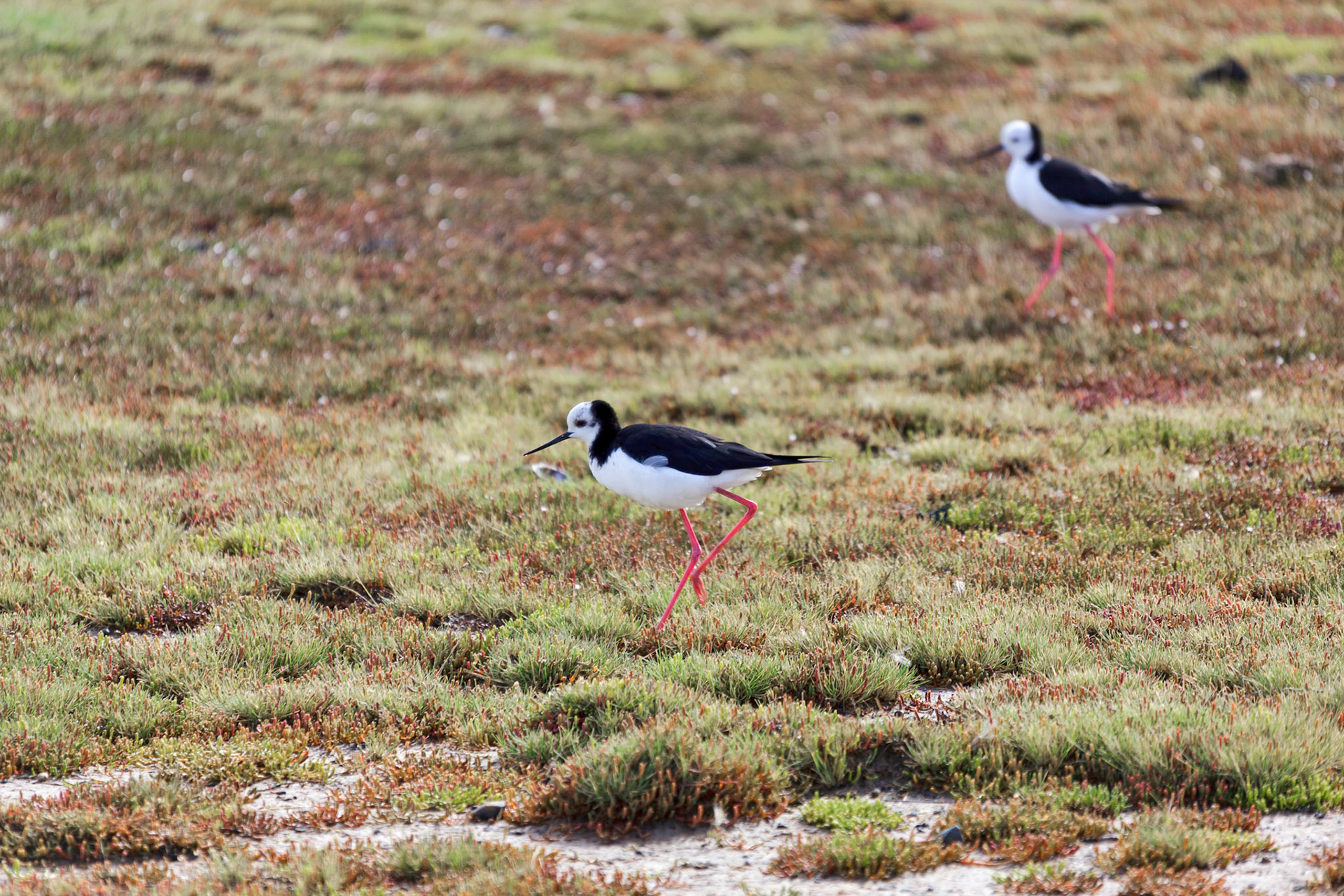 Black-Winged Stilt (Himantopus himantopus)