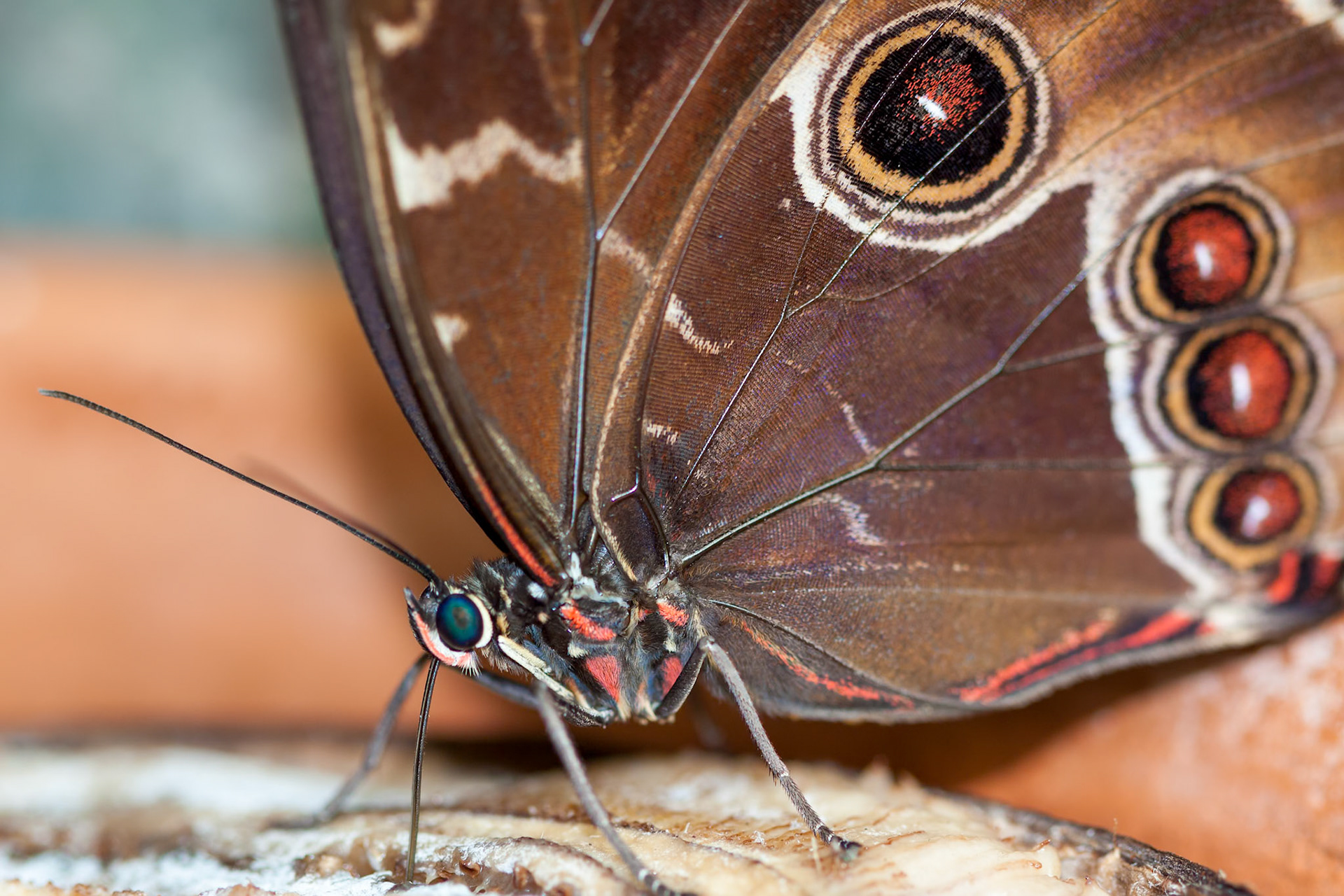 Blue Morpho Butterfly ( Morpho peleides) Feeding on Rotting Fruit
