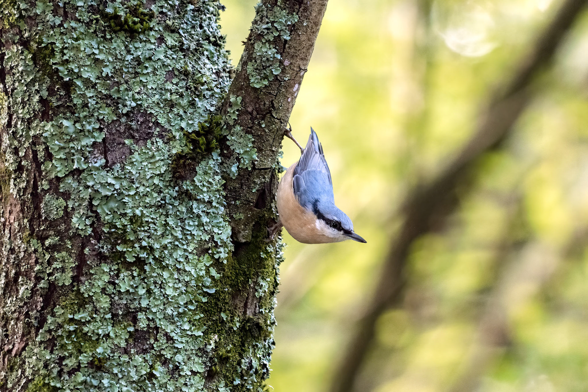 Nuthatch clinging to a tree near East Grinstead