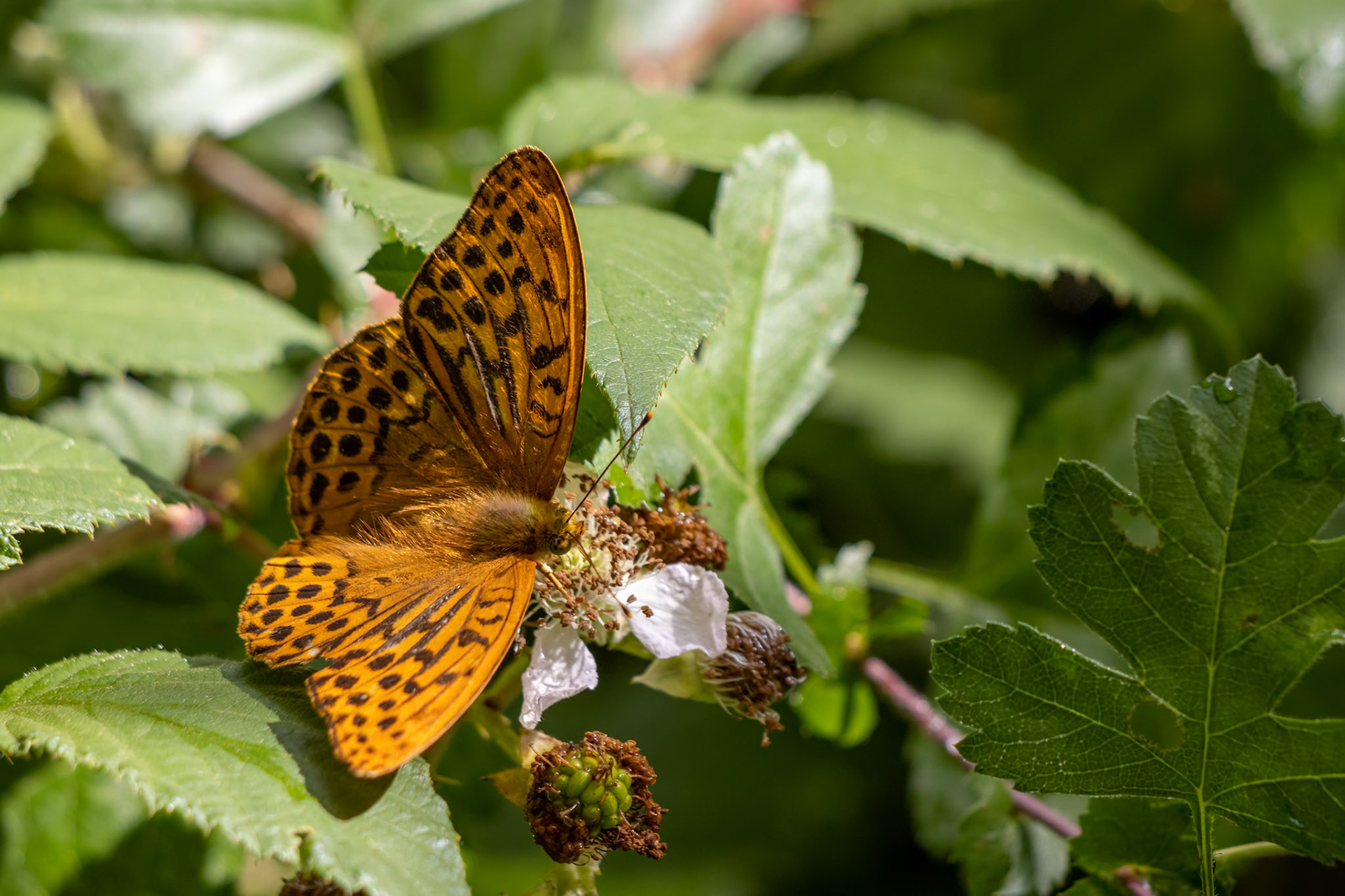 Silver-washed Fritillary (Argynnis paphia) feeding on a Blackberry bush