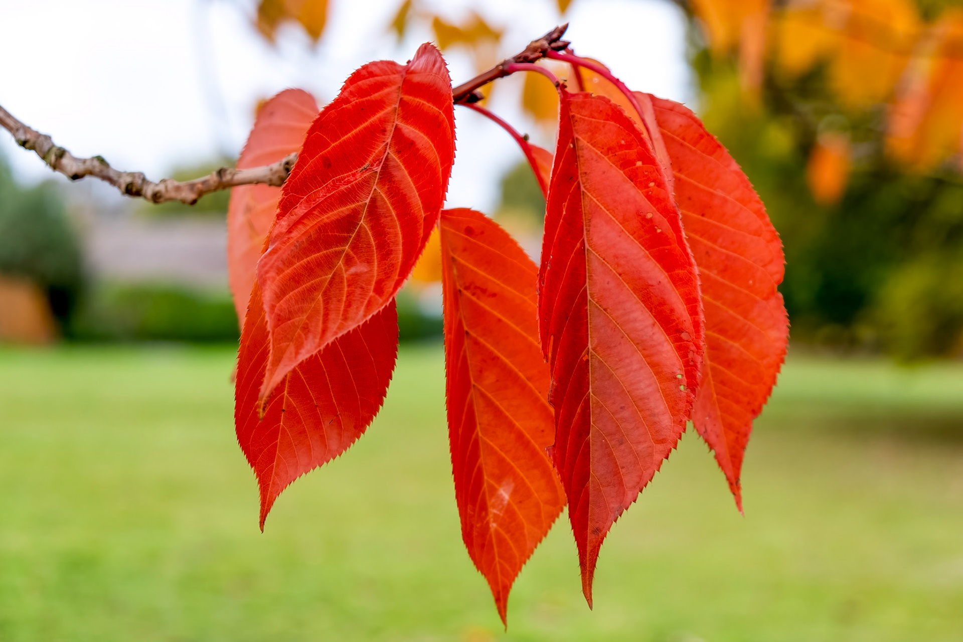 Bird Cherry (Prunus padus) tree leaves in autumn in East Grinstead