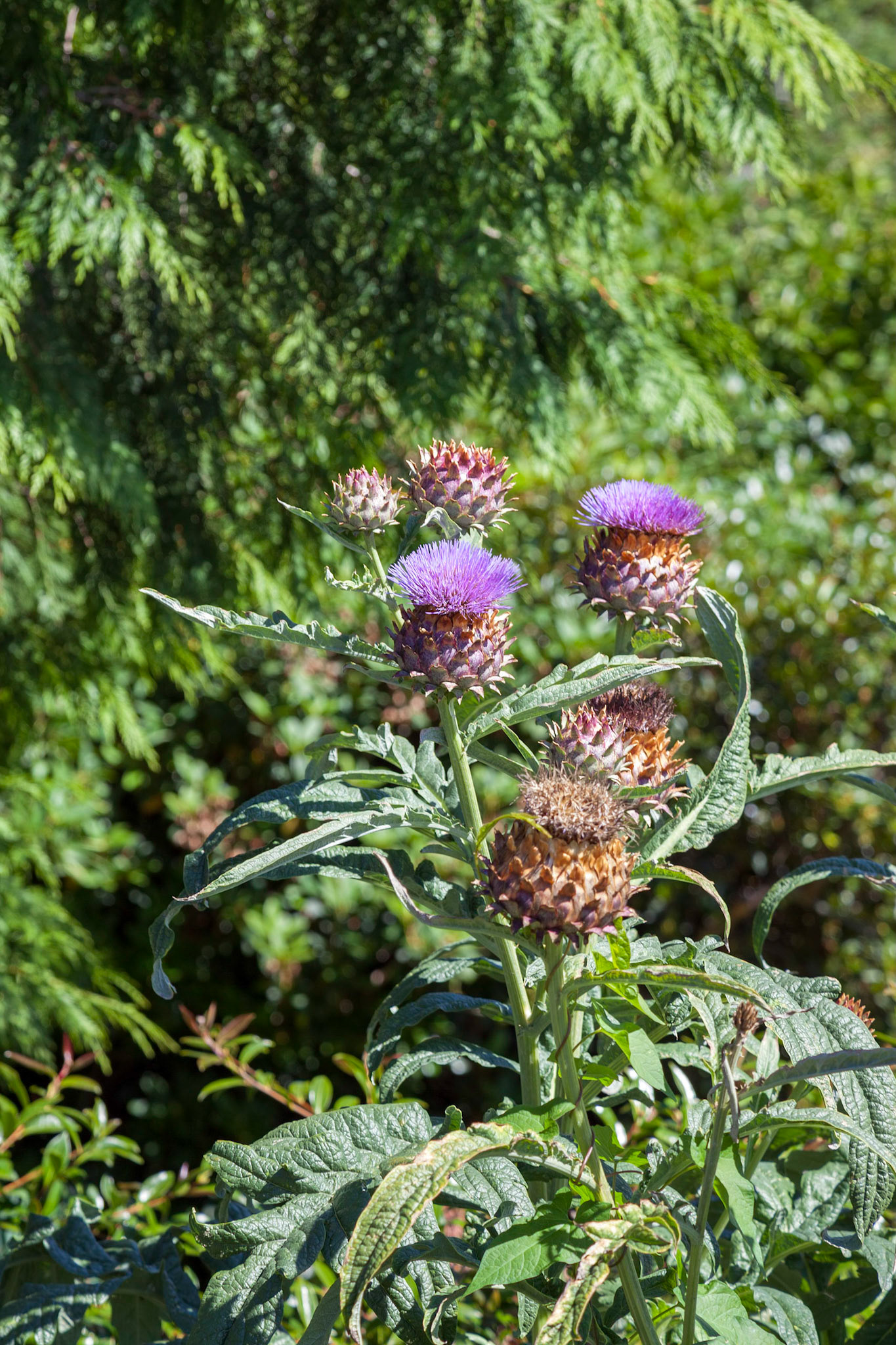 Thistle flowering on a summer's day in New Zealand