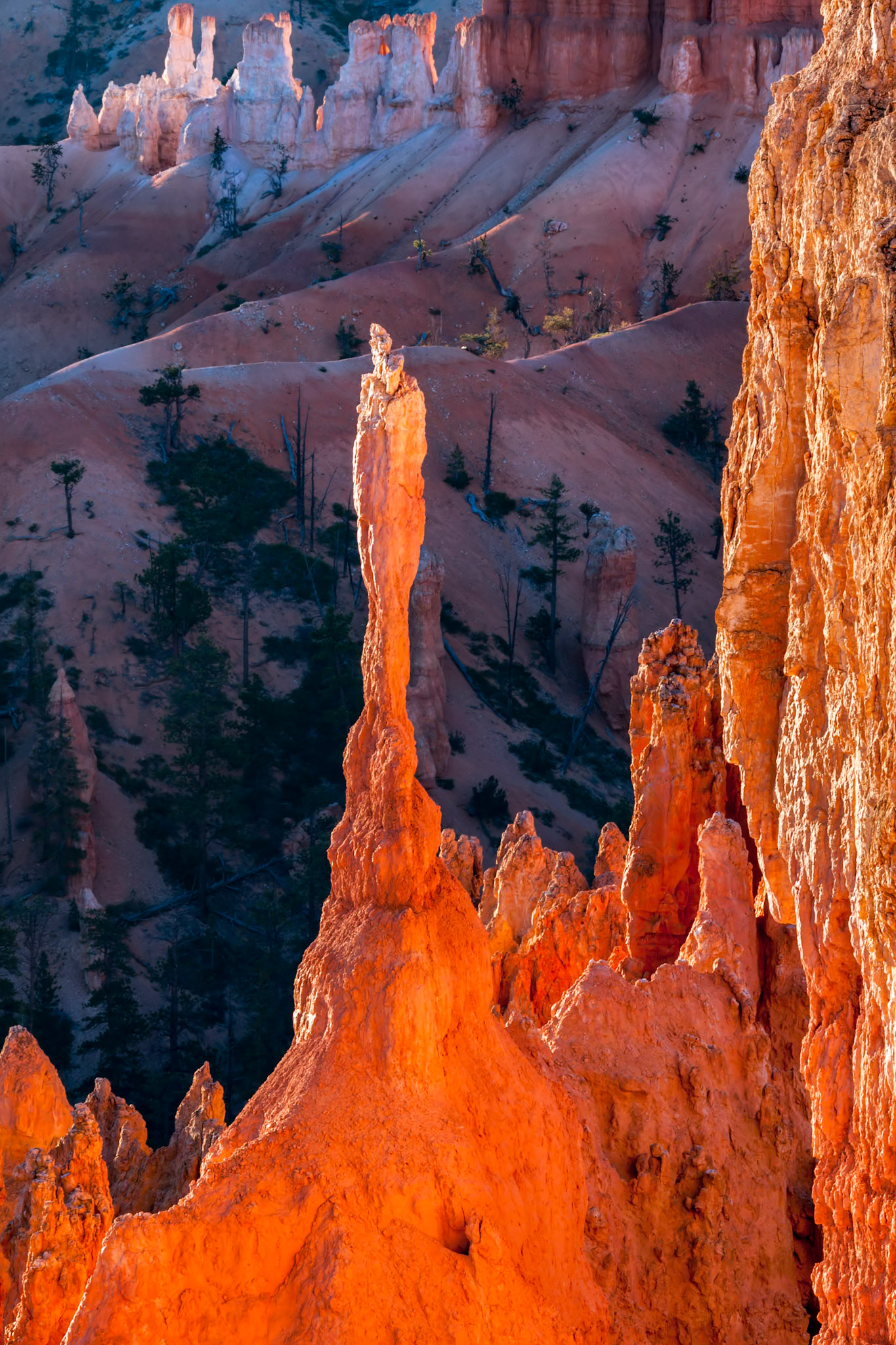 Glowing Hoodoo in Bryce Canyon