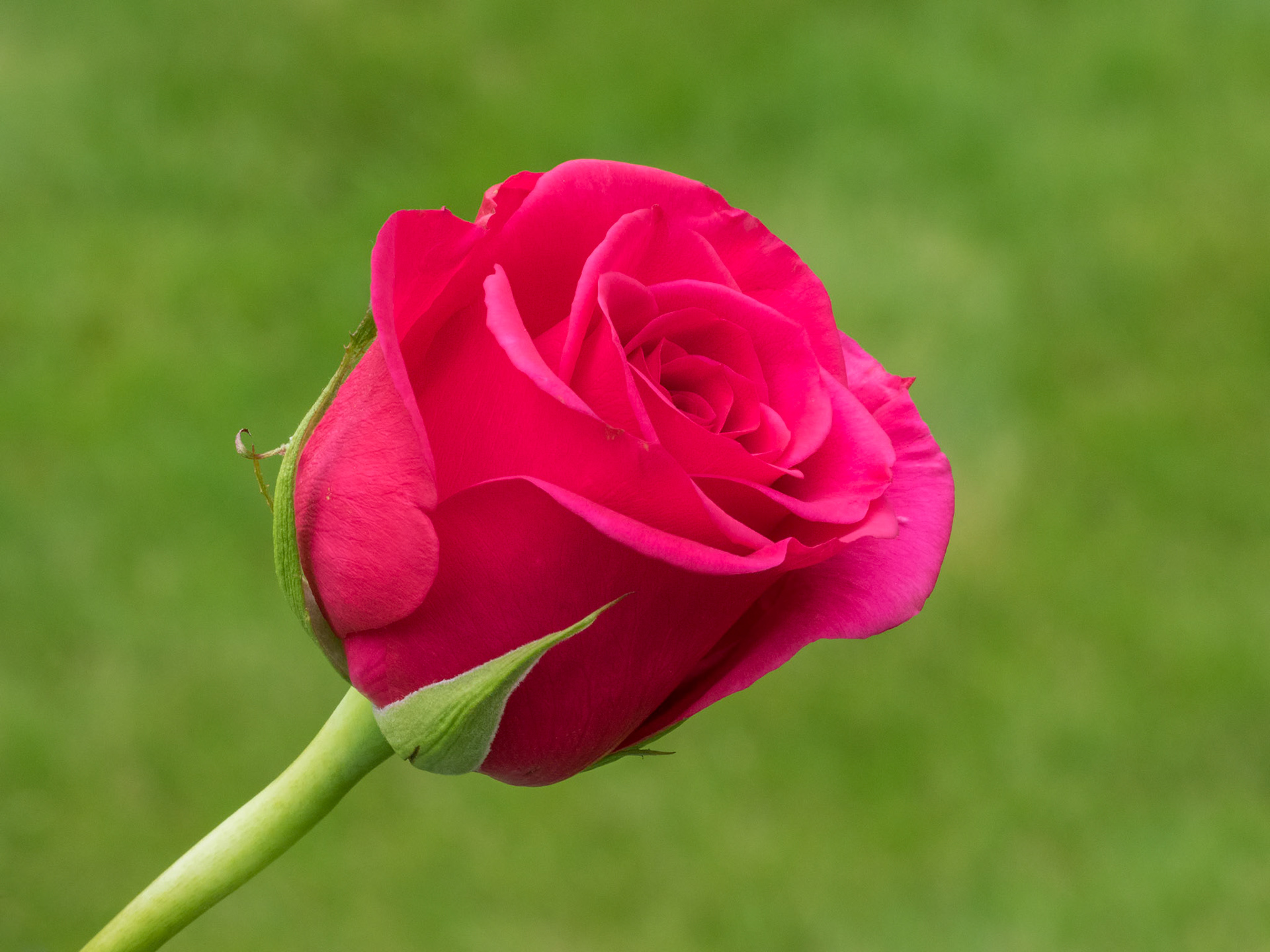 Close-up view of a Pink Hybrid T Rose