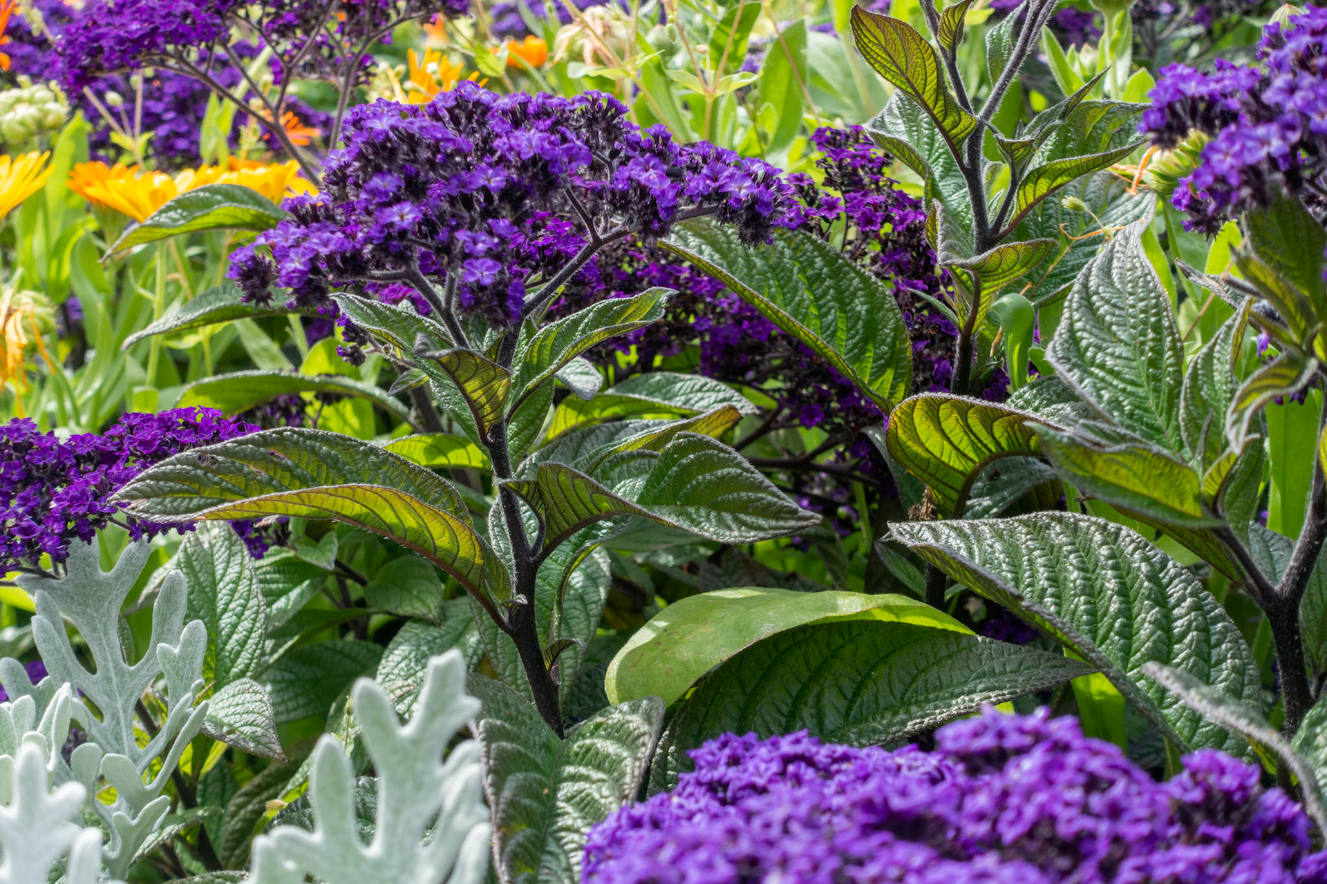Summer flowers blooming in a flowerbed in an English garden