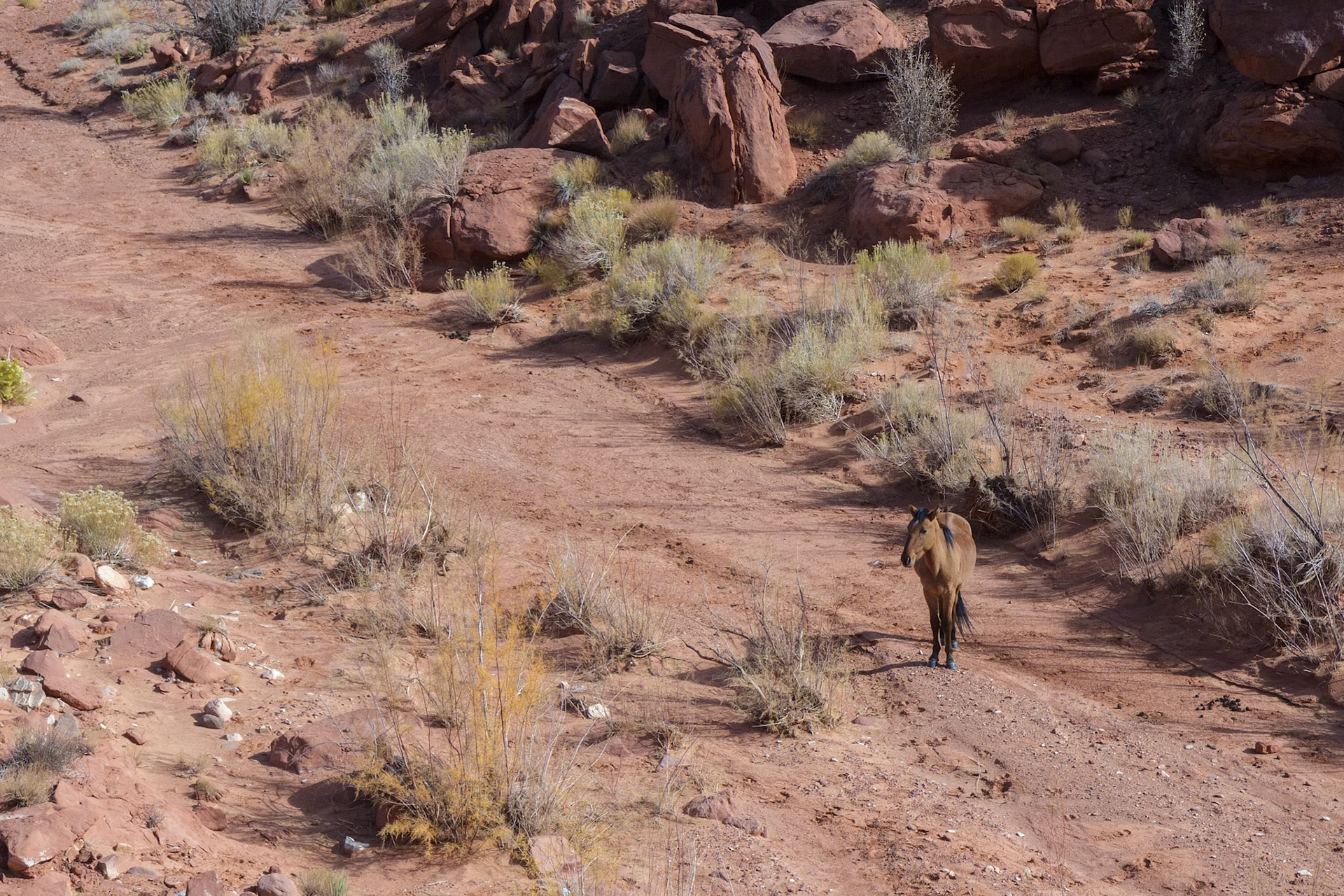 Wild Horse in Monument Valley