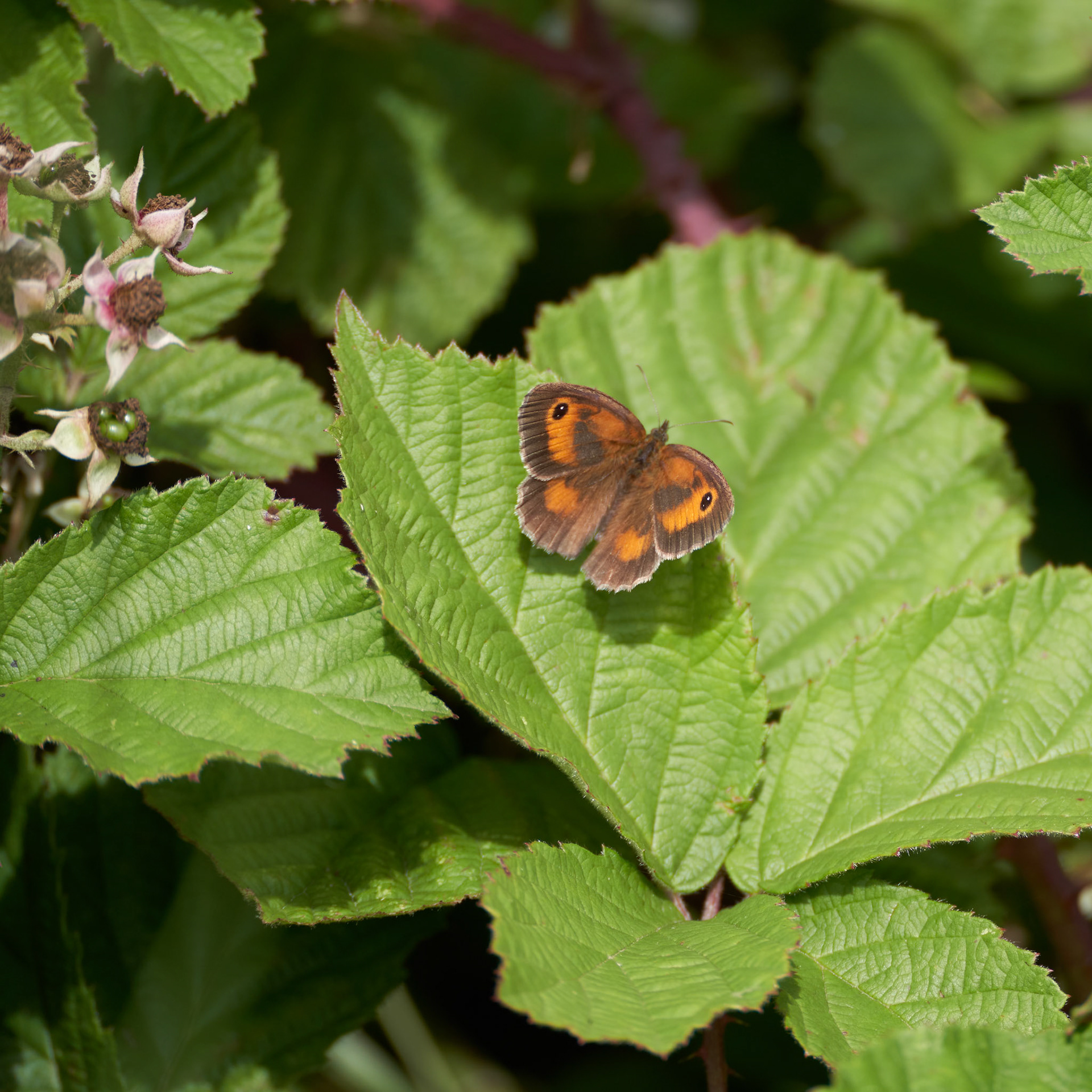 Gatekeeper Butterfly resting on a Blackberry bush