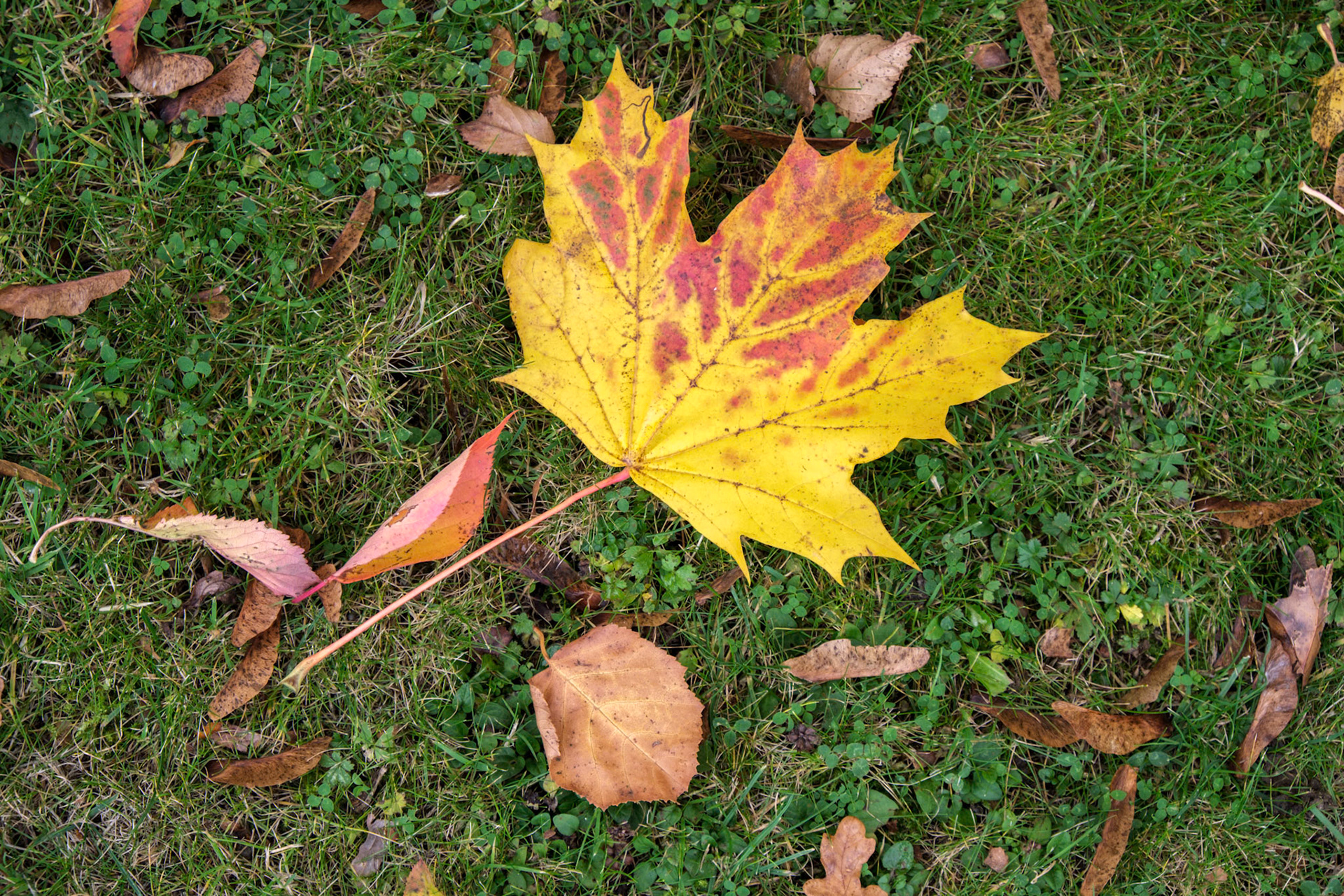 Maple leaf on the ground in Autumn in East Grinstead