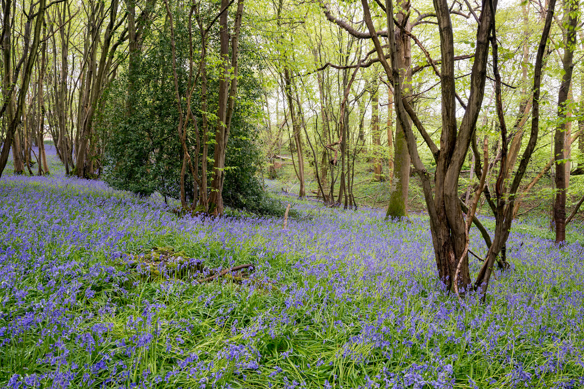 A carpet of Sussex Bluebells
